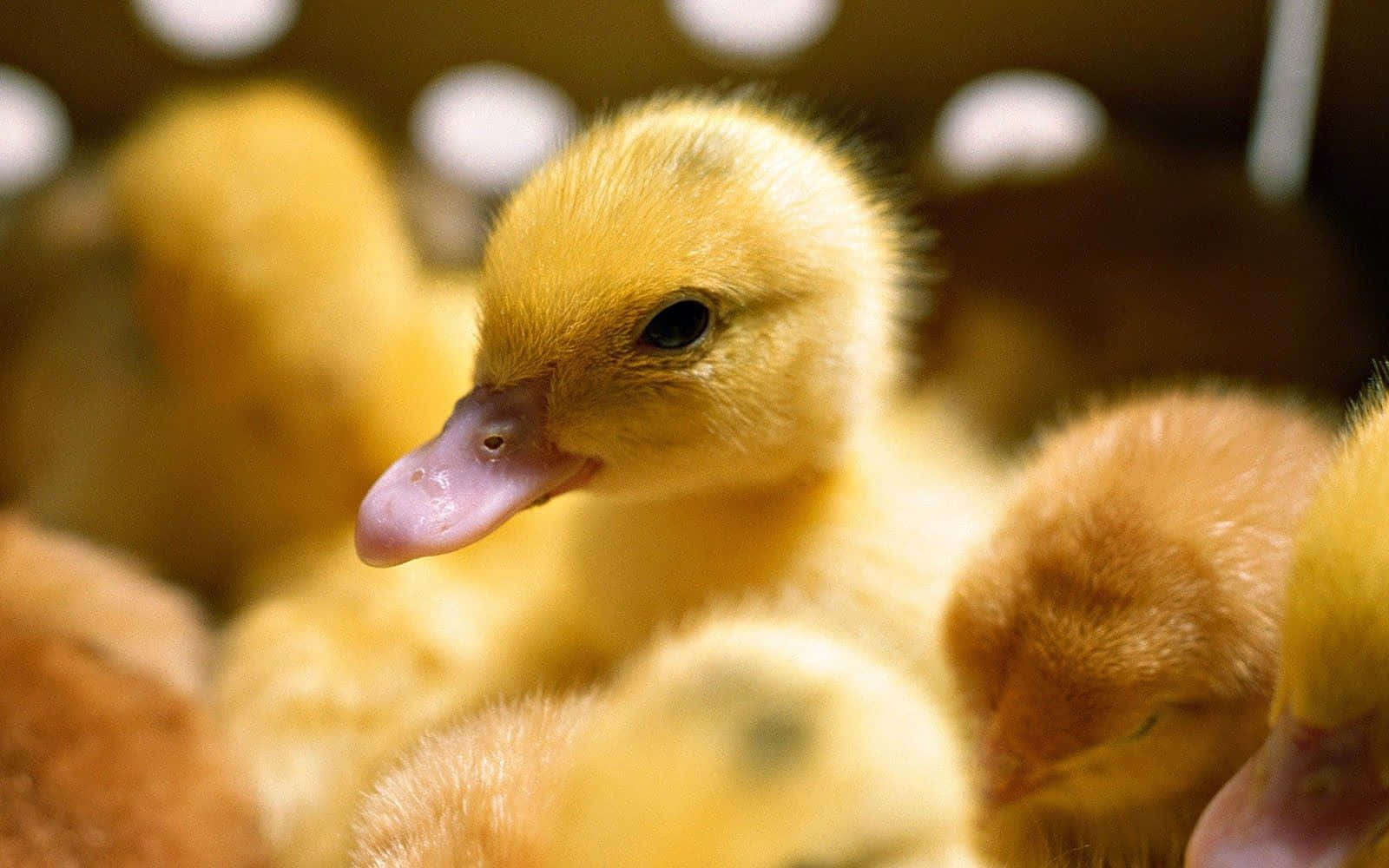 Cute Duck 桌布 壁紙 — 一隻毛茸茸的黃色小鴨，粉紅色的喙，依偎在木箱中的兄弟姐妹之間的近照。