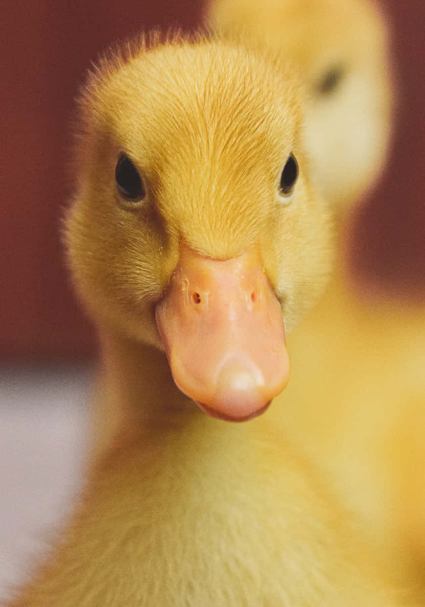 Baby Duck 桌布 壁紙 — 一隻毛茸茸的黃色小鴨，粉紅色的喙，在柔和模糊的背景前直視鏡頭的特寫。