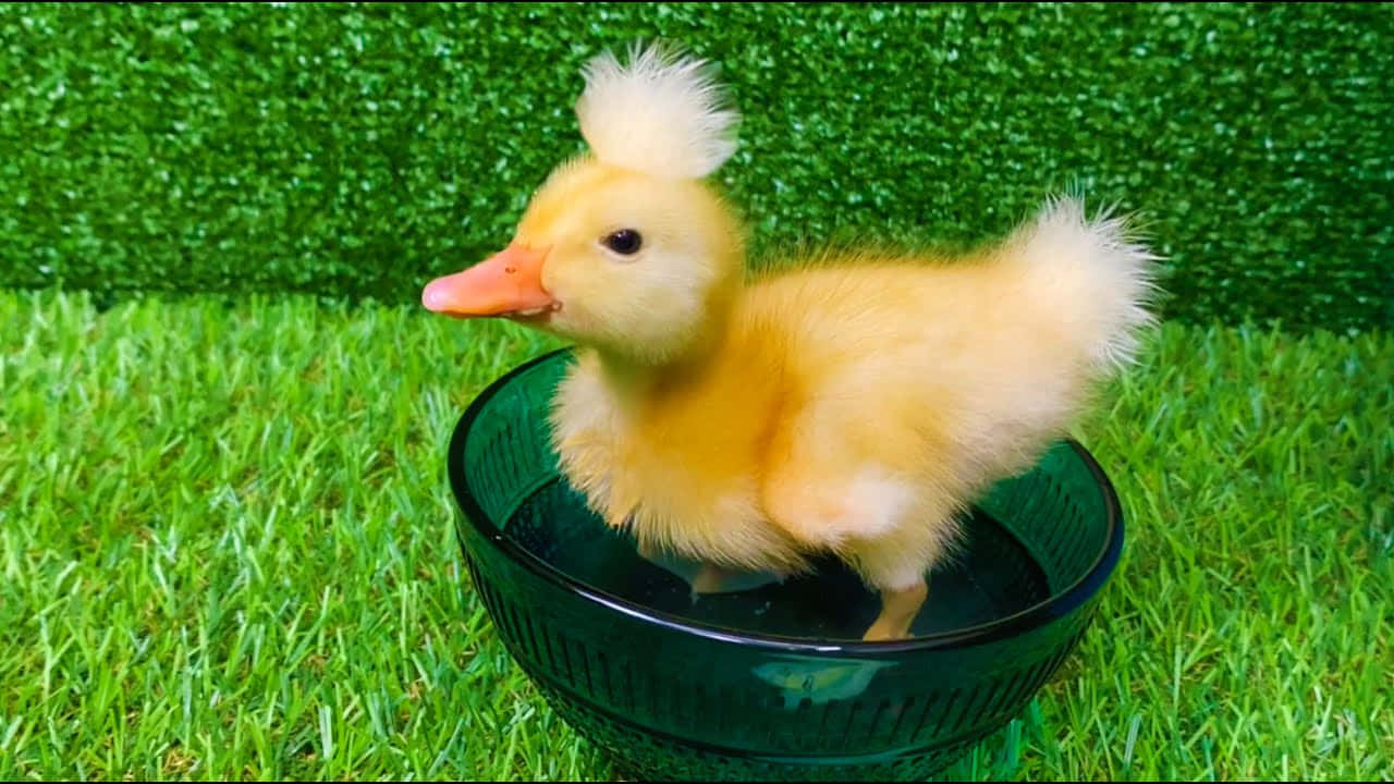 Baby Duck 桌布 壁紙 — 一隻毛茸茸的黃色小鴨，頭頂有一簇羽毛，站在一個裝滿水的綠色玻璃碗裡，碗放在鮮綠色的草地上。