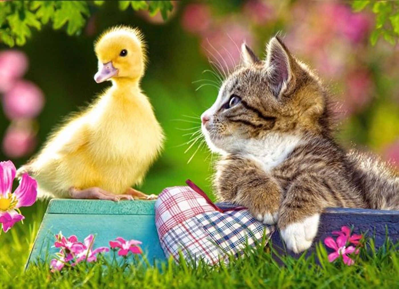 animals 桌布 壁紙 — 一隻毛茸茸的黃色小鴨和一隻虎斑小貓並肩坐在陽光花園裡的木箱上，周圍有粉紅色的花朵。