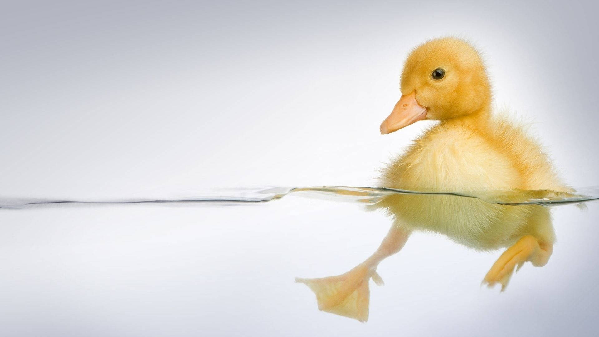 Baby Duck 桌布 壁紙 — 一隻毛茸茸的黃色小鴨在平靜地游泳，其倒影完美地映照在玻璃般的水面上，背景是柔和的白色。