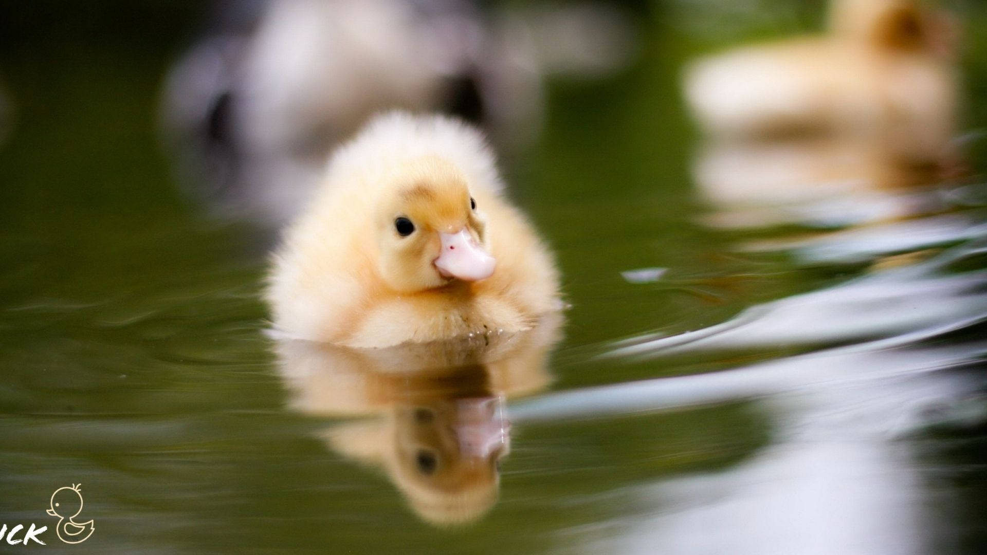 Baby Duck 桌布 壁紙 — 一隻毛茸茸的黃色小鴨在平靜的綠色水中游泳，下方有倒影。