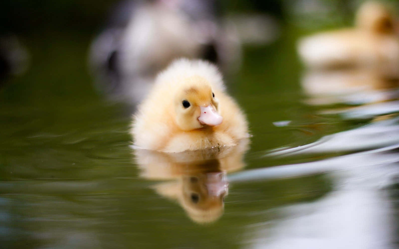 Cute Duck 桌布 壁紙 — 一隻毛茸茸的黃色小鴨在平靜的綠色水中游泳，其倒影映照在下方。