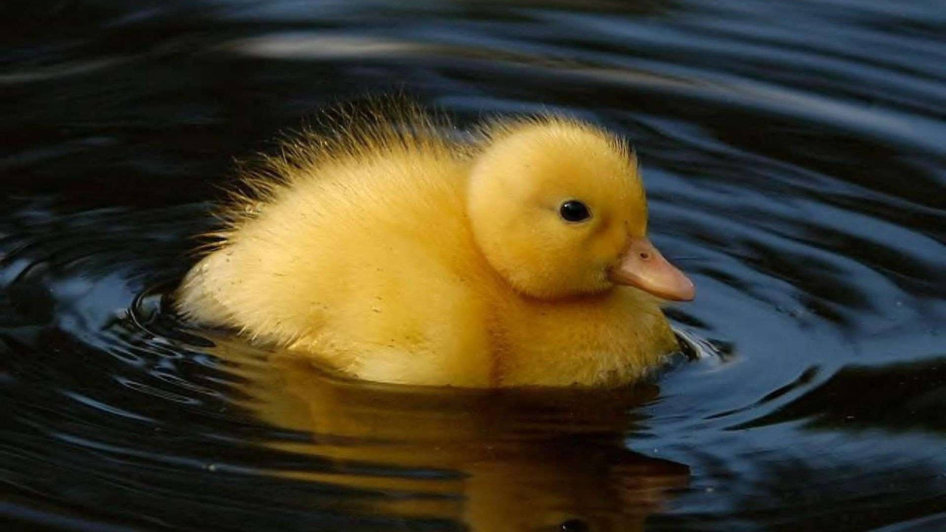 Baby Duck 桌布 壁紙 — 一隻毛茸茸的黃色小鴨在暗色漣漪的水中平靜地游動，周圍有柔和的漣漪。