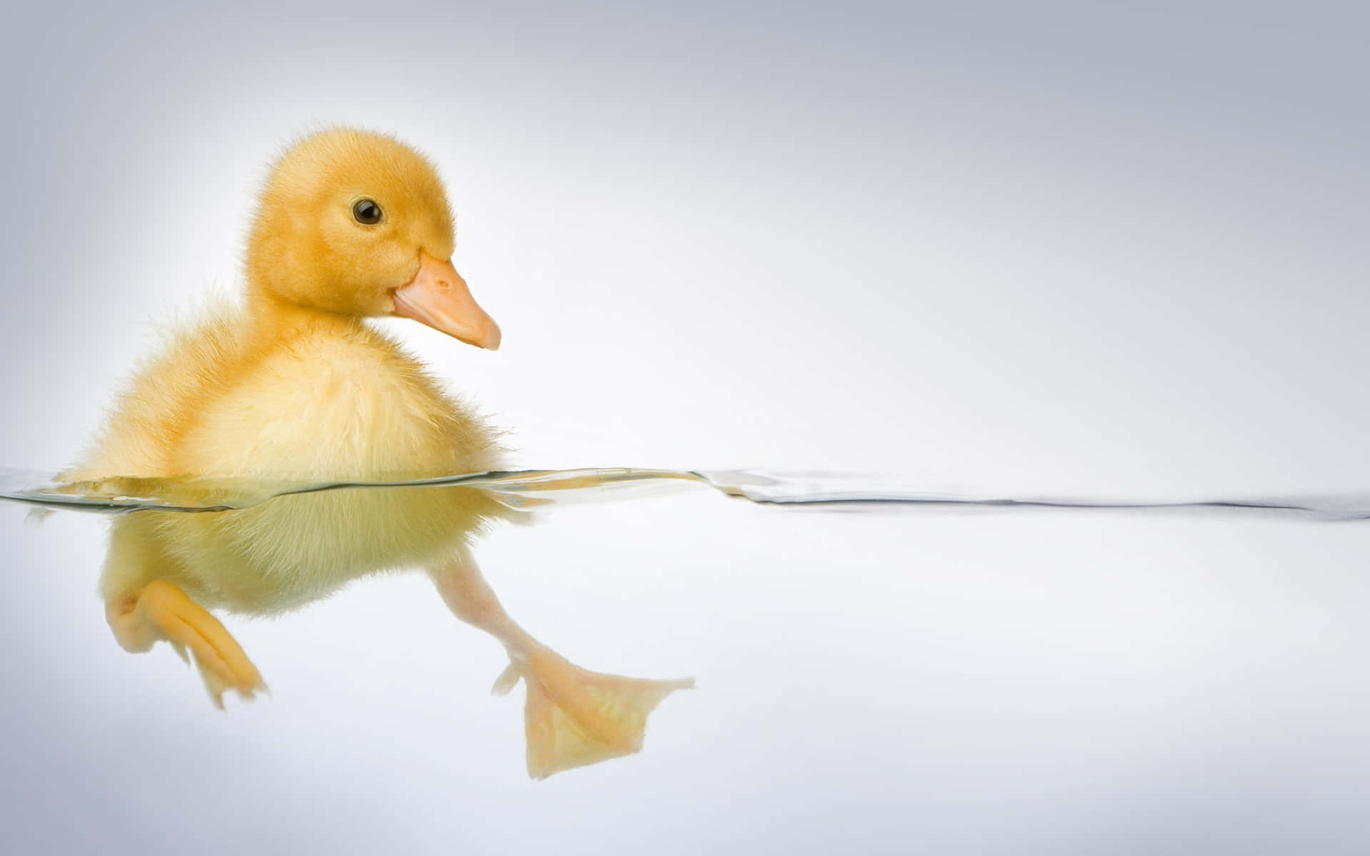 duckling 桌布 壁紙 — 一隻毛茸茸的黃色小鴨在柔和的白色背景下，於清澈的水中平靜地游泳，其倒影完美地映照在水面上。