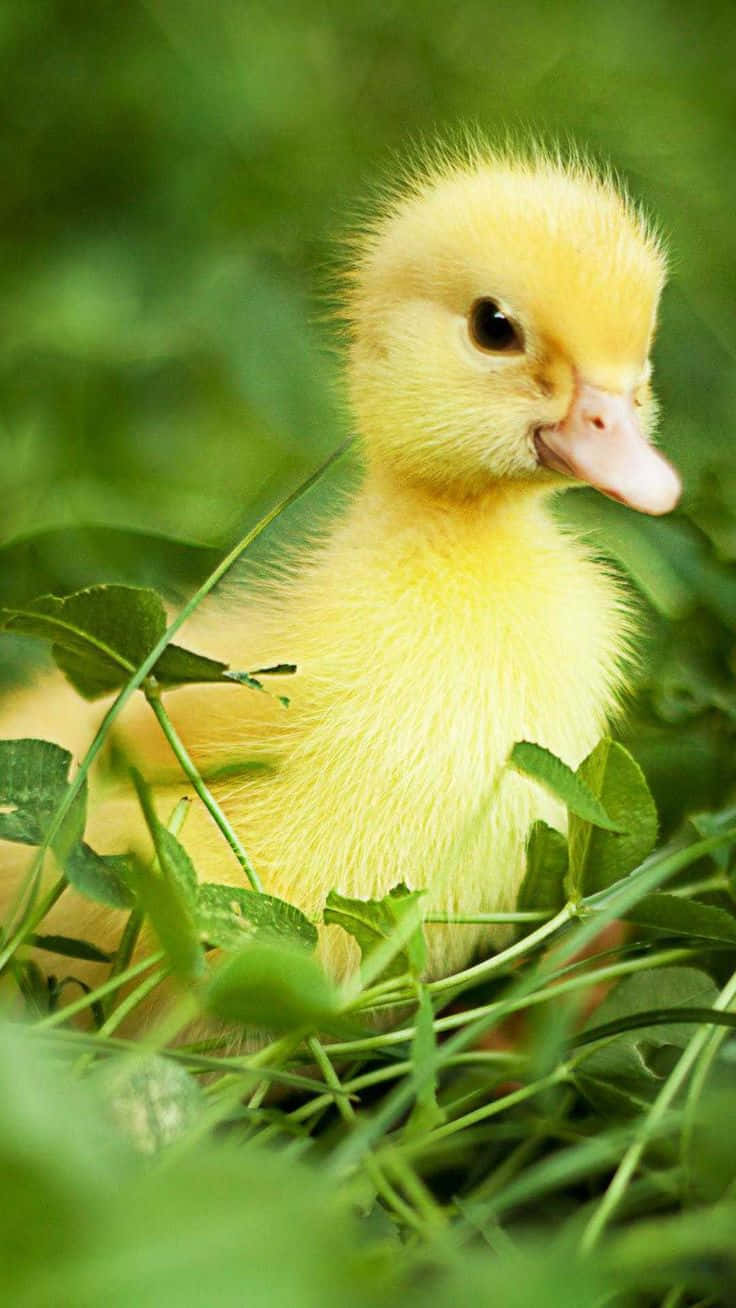 Baby Duck 桌布 壁紙 — 一隻毛茸茸的黃色小鴨在柔和的自然光下，好奇地從茂密的綠草中探出頭來。
