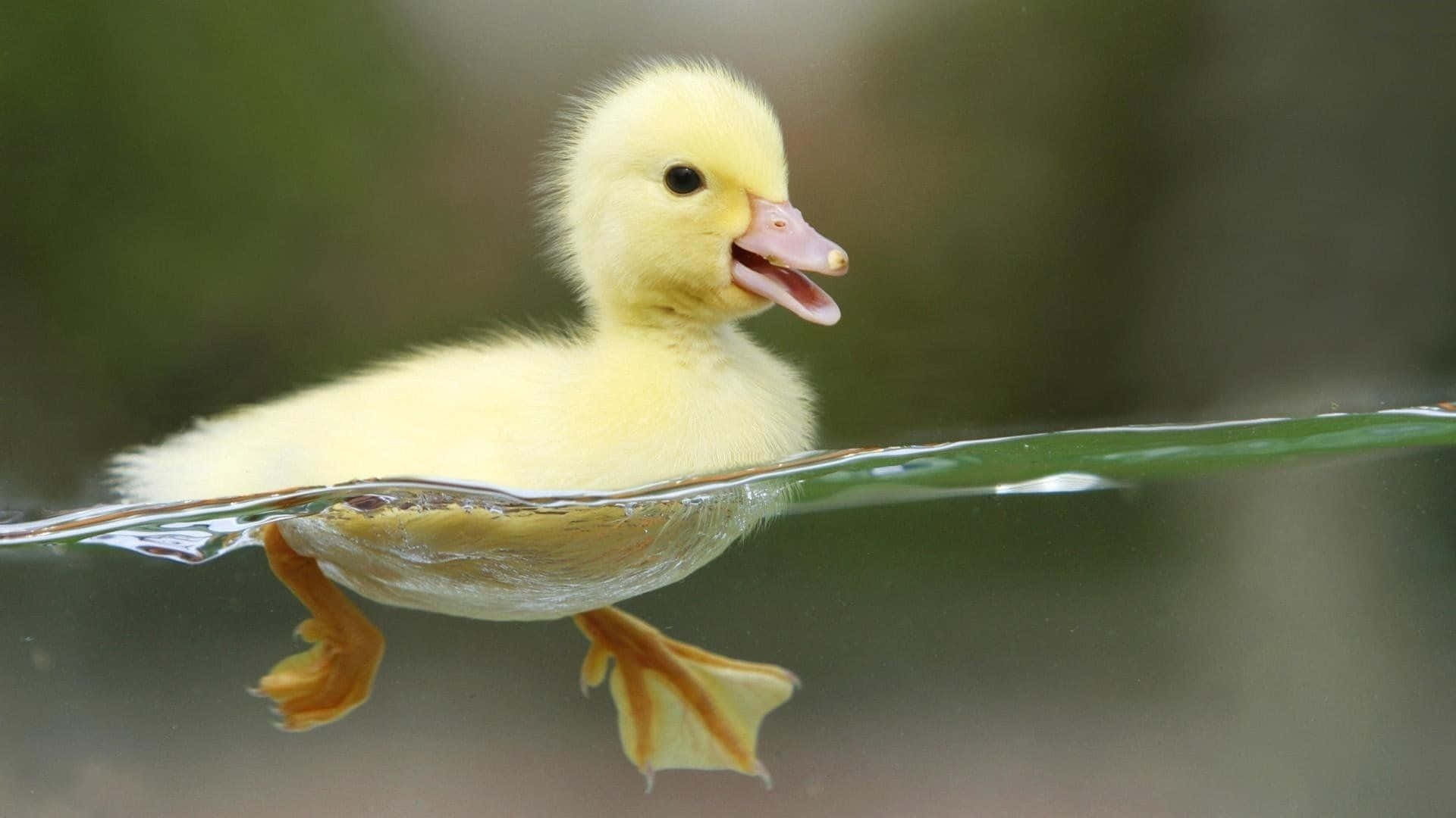 動物 桌布 壁紙 — 一隻毛茸茸的黃色小鴨在清澈的水中游泳，蹼足浸在水中，背景是柔和模糊的綠色。