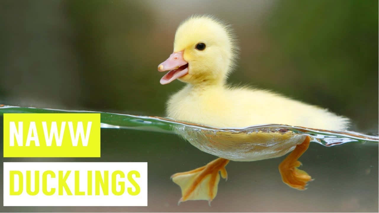Baby Duck 桌布 壁紙 — 一隻毛茸茸的黃色小鴨在清澈的水中張開喙游動，背景是模糊的綠色。