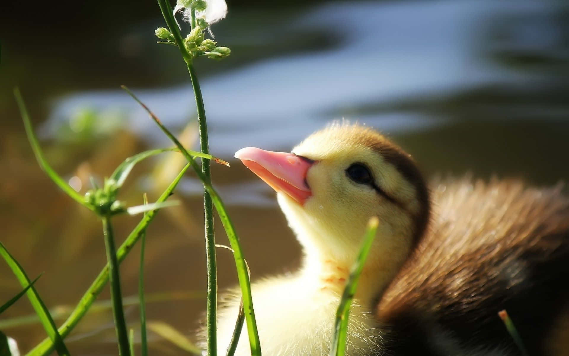 Cute Duck 桌布 壁紙 — 一隻毛茸茸的黃色小鴨在溫暖陽光下，從水邊的綠草叢中探出頭來。