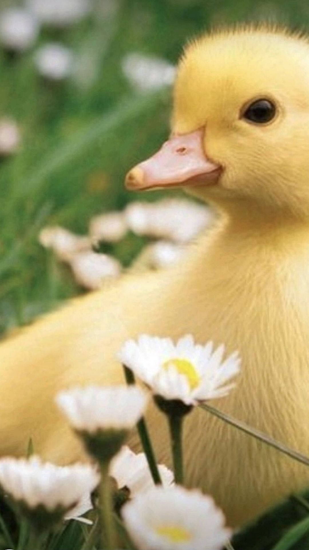 Baby Duck 桌布 壁紙 — 一隻毛茸茸的黃色小鴨在陽光明媚的綠色草地上，於白色雛菊間休息。