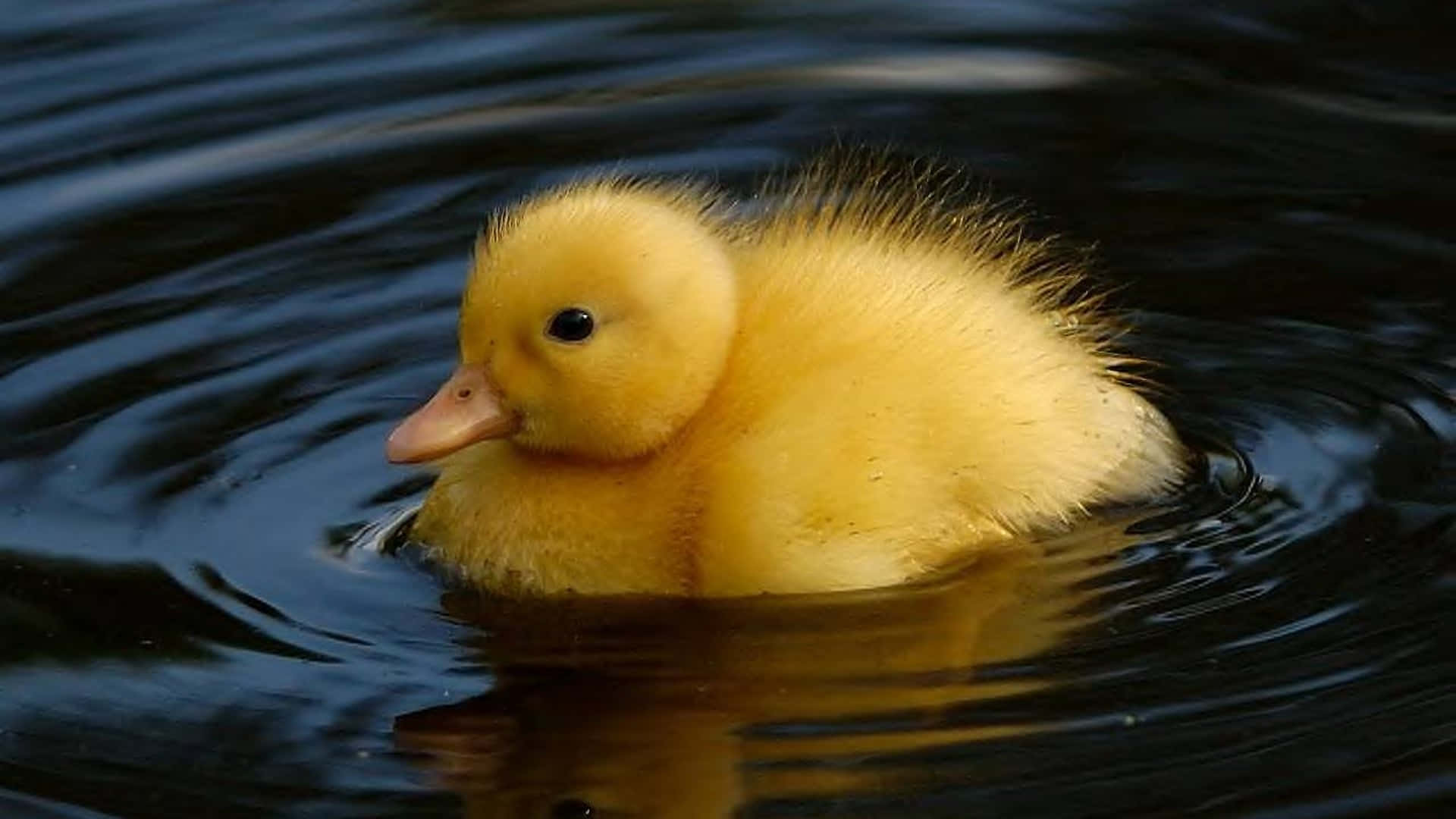 Cute Duck 桌布 壁紙 — 一隻毛茸茸的黃色小鴨在黑暗的漣漪水中平靜地游動，在其細小的身體周圍形成柔和的同心圓。
