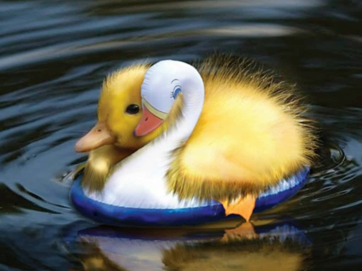 Cute Duck 桌布 壁紙 — 一隻毛茸茸的黃色小鴨在黑暗的漣漪水中擁抱一個白色天鵝形狀的浮水泡。