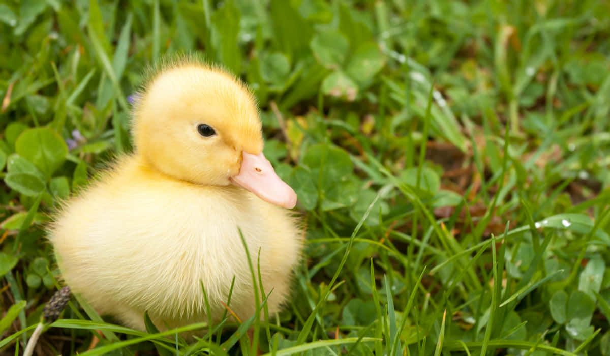Baby Duck 桌布 壁紙 — 一隻毛茸茸的黃色小鴨在點綴著三葉草的鮮綠色草地上平靜地休息。