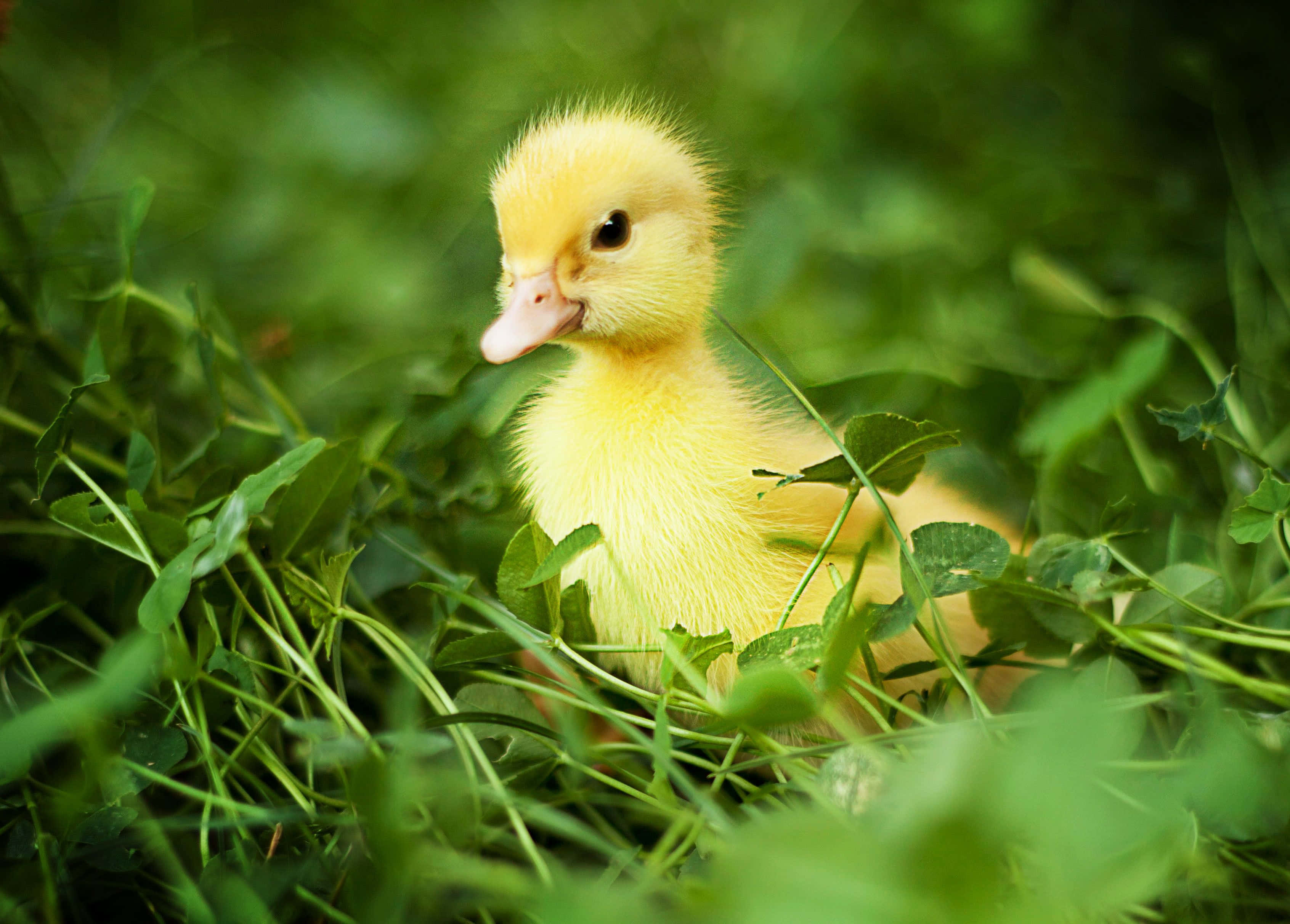 Cute Duck 桌布 壁紙 — 一隻毛茸茸的黃色小鴨好奇地從一片充滿活力的綠色三葉草和草地中探出頭來。