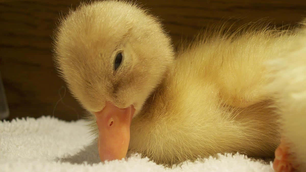 Baby Duck 桌布 壁紙 — 一隻毛茸茸的黃色小鴨將頭靠在柔軟的白色毛巾上，背景是溫暖的木質。