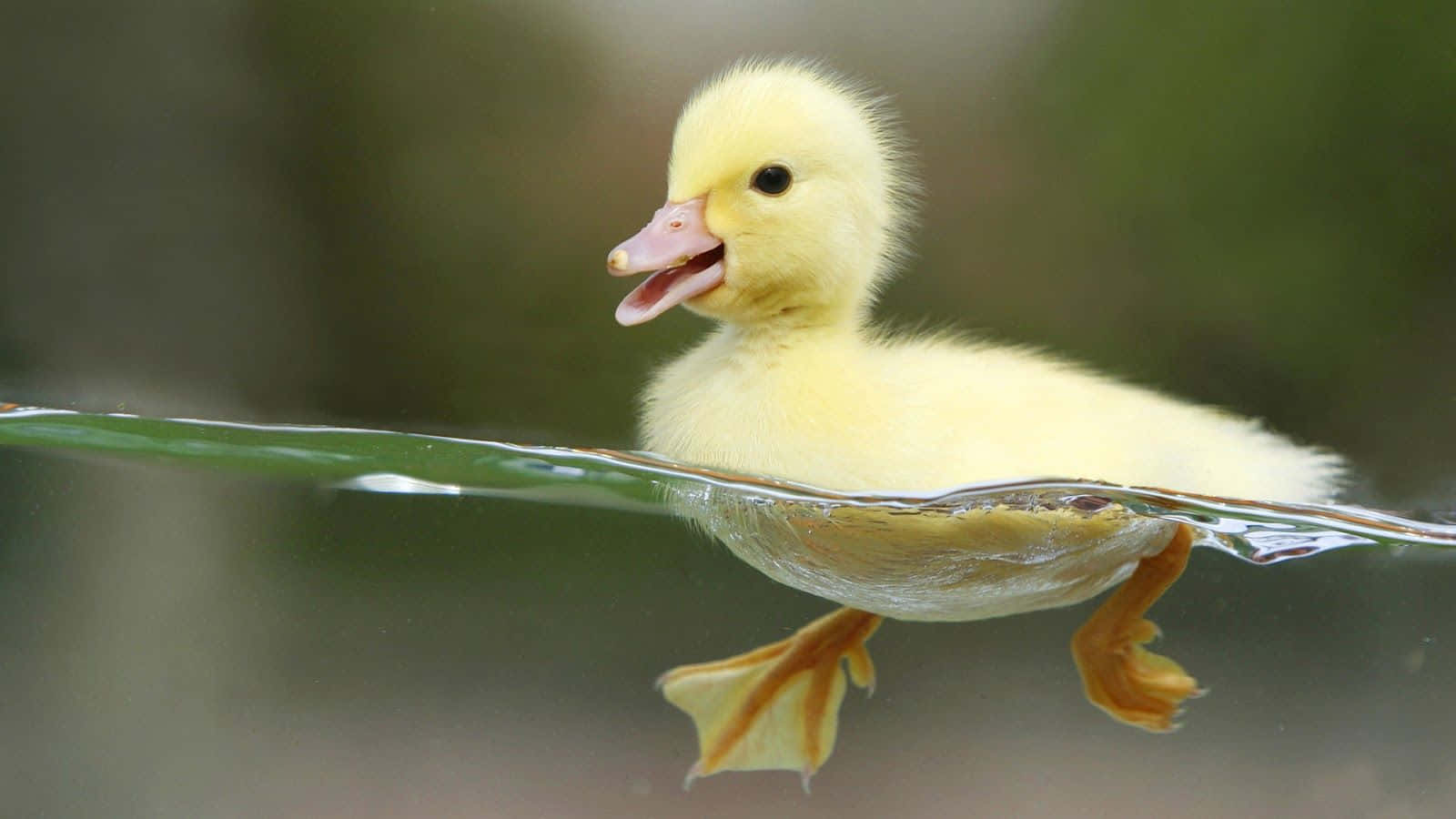 Duck 桌布 壁紙 — 一隻毛茸茸的黃色小鴨張開喙在平靜的水面上游泳，腳掌在水面下划動。