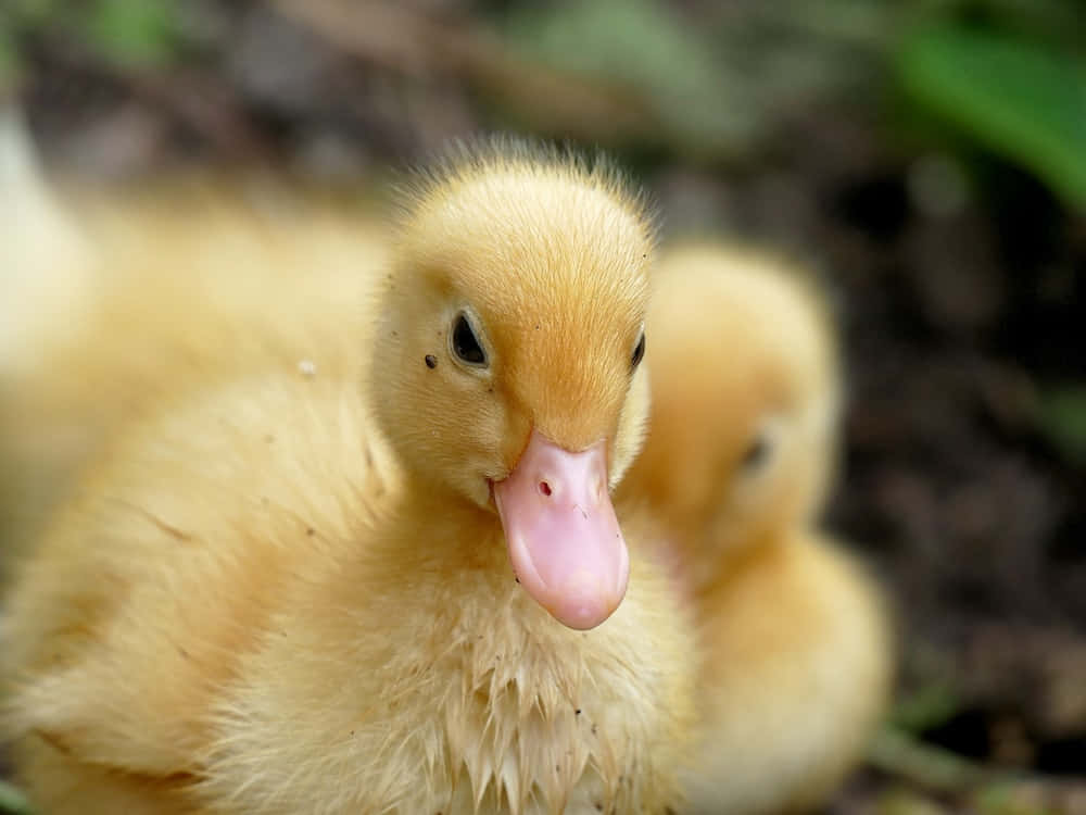 Baby Duck 桌布 壁紙 — 一隻毛茸茸的黃色小鴨特寫，粉紅色的喙好奇地看著鏡頭。