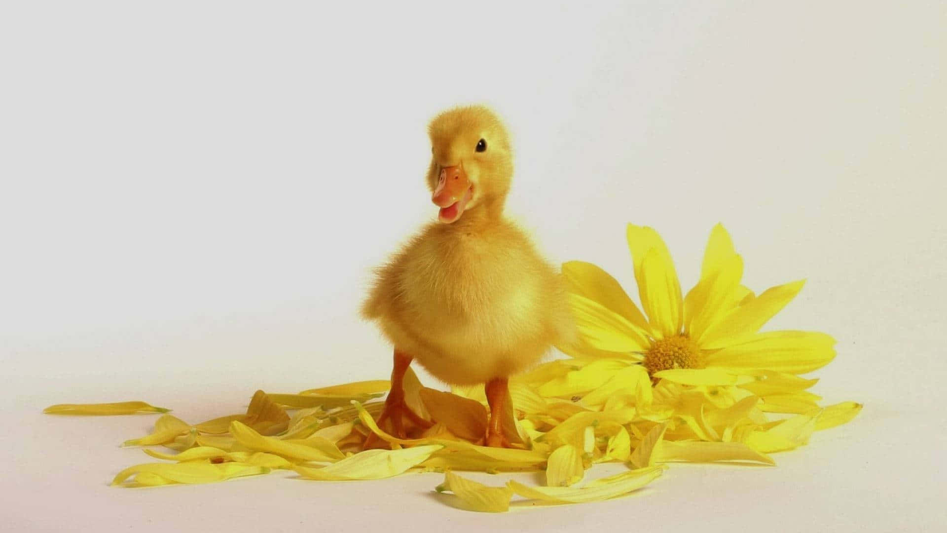 Baby Duck 桌布 壁紙 — 一隻毛茸茸的黃色小鴨站在一朵鮮黃色的花旁邊，周圍散落著花瓣，背景是柔和的白色。