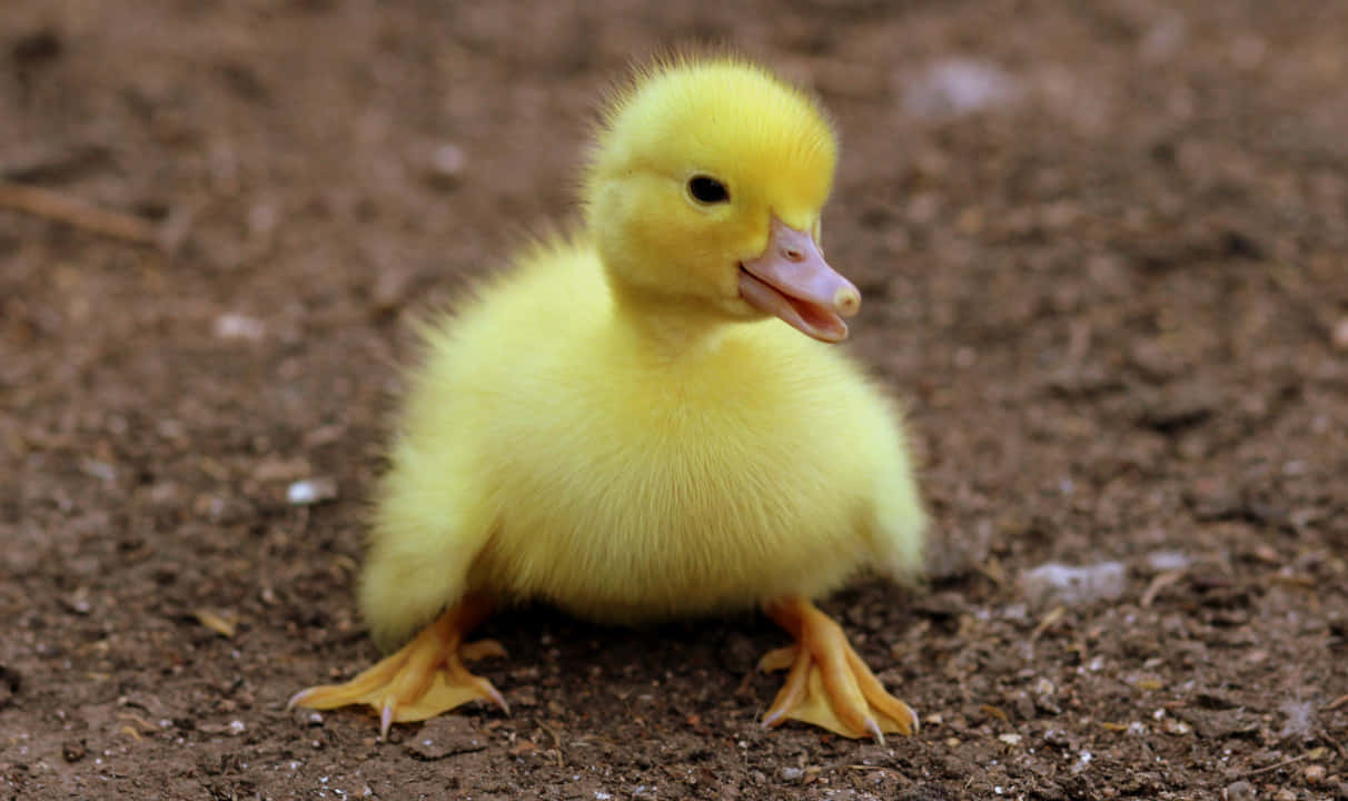 Cute Duck 桌布 壁紙 — 一隻毛茸茸的黃色小鴨站在泥濘的地上，嘴巴微微張開。