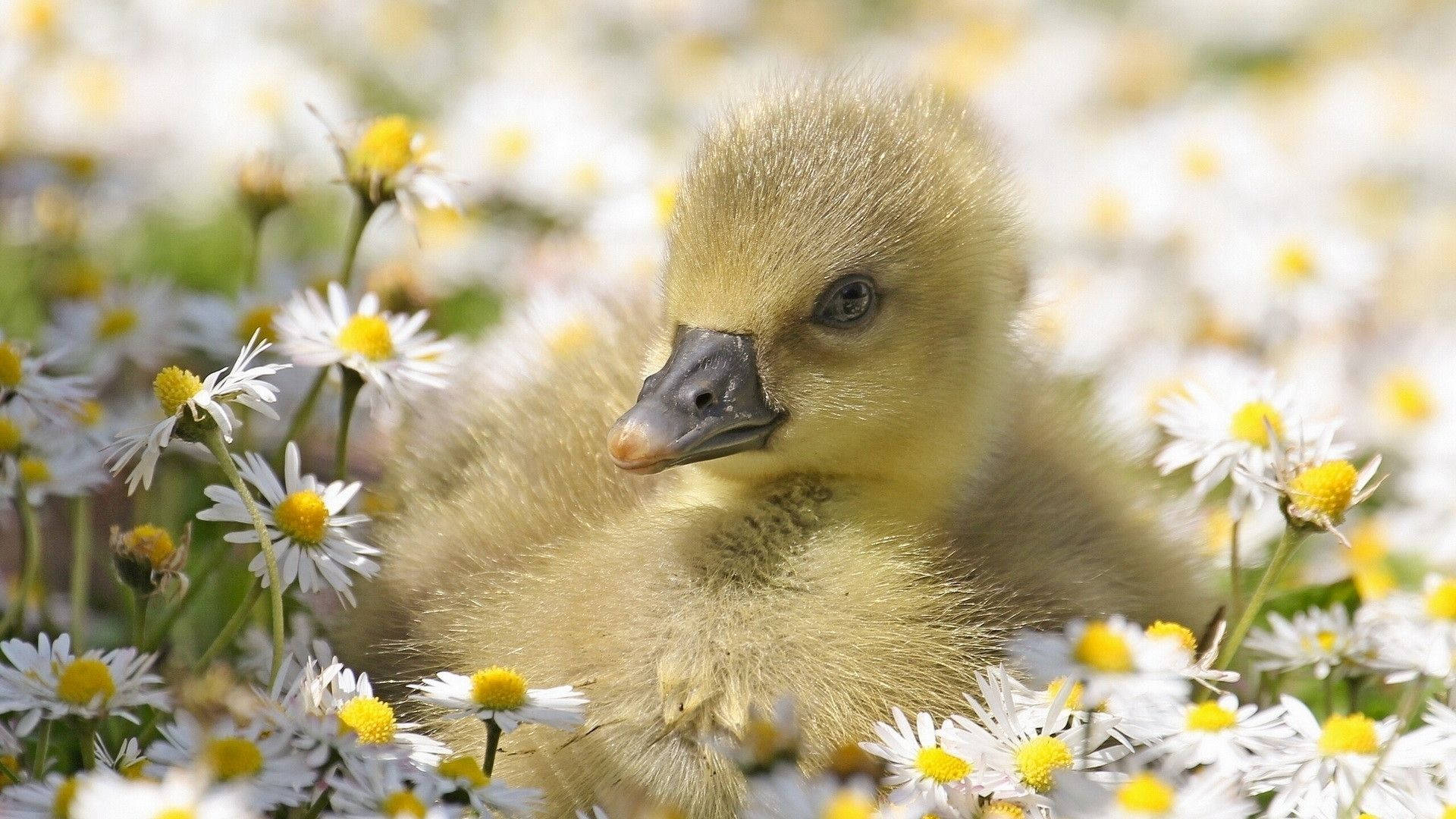Baby Duck 桌布 壁紙 — 一隻毛茸茸的黃色小鵝依偎在白色雛菊之間，雛菊帶有明亮的黃色花心，沐浴在柔和陽光下。