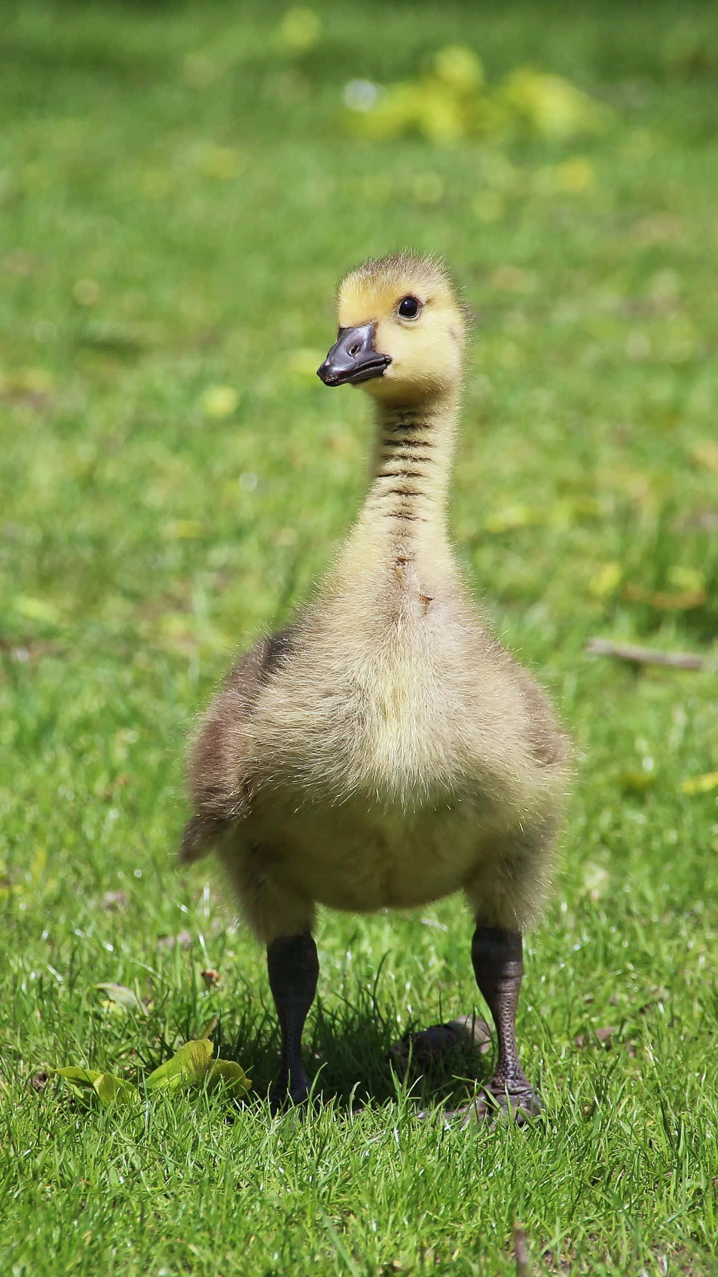 Cute Duck 桌布 壁紙 — 一隻毛茸茸的黃色小鵝在明亮的陽光下警覺地站在鮮綠色的草地上。
