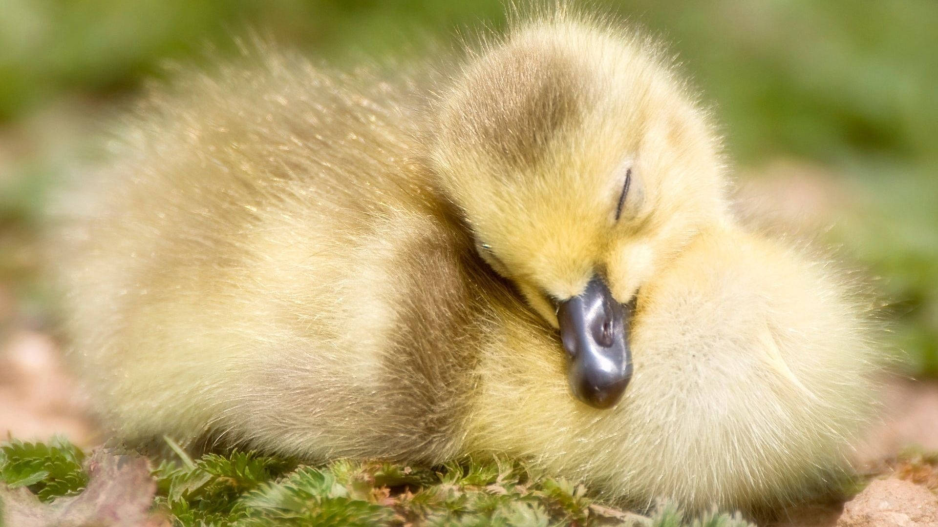 Baby Duck 桌布 壁紙 — 一隻毛茸茸的黃色小鵝在柔和的自然光下蜷縮在綠色苔蘚上安詳地睡著。