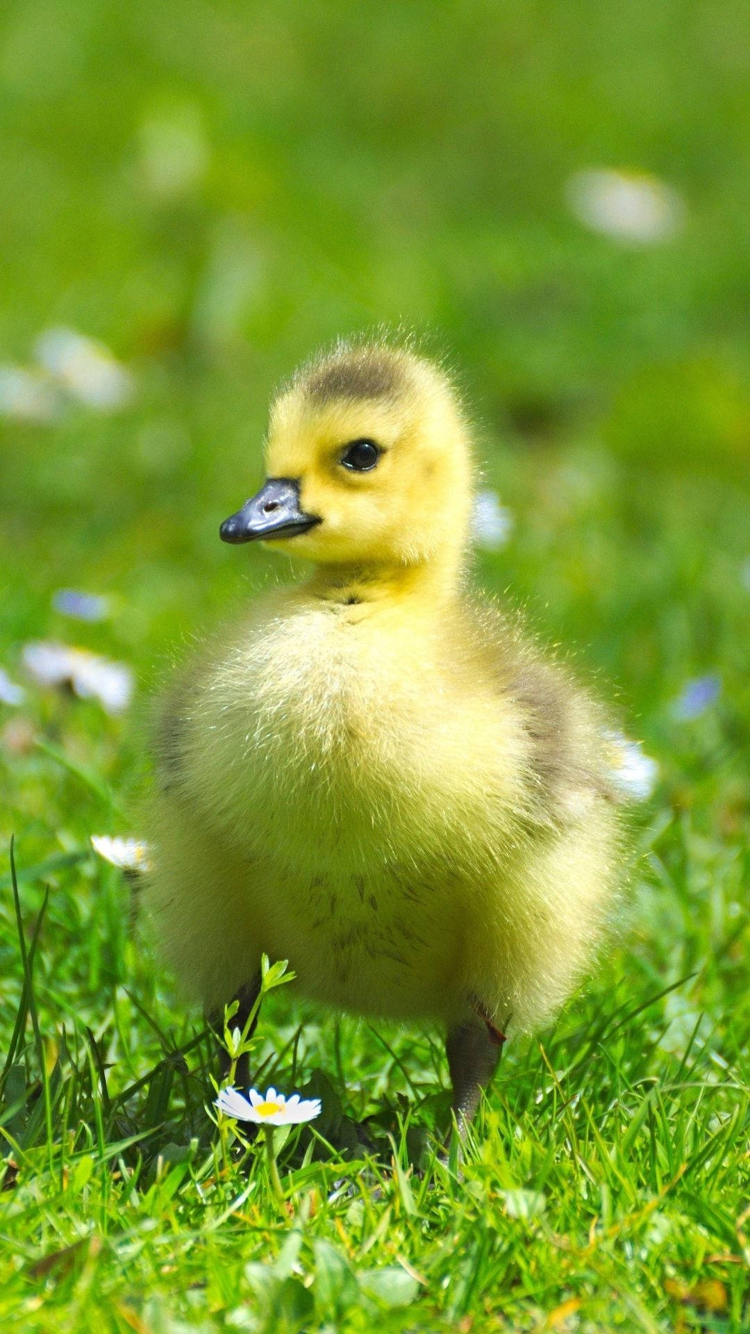 Baby Duck 桌布 壁紙 — 一隻毛茸茸的黃色小鵝在陽光下警覺地站在點綴著小白雛菊的鮮綠色草地上。
