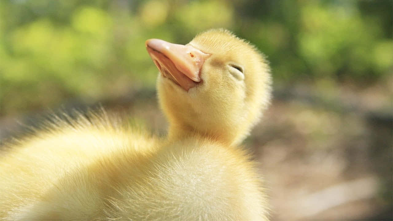Baby Duck 桌布 壁紙 — 一隻毛茸茸的黃色小鵝閉著眼睛向後仰頭，在柔和的綠色模糊背景下享受溫暖的陽光。