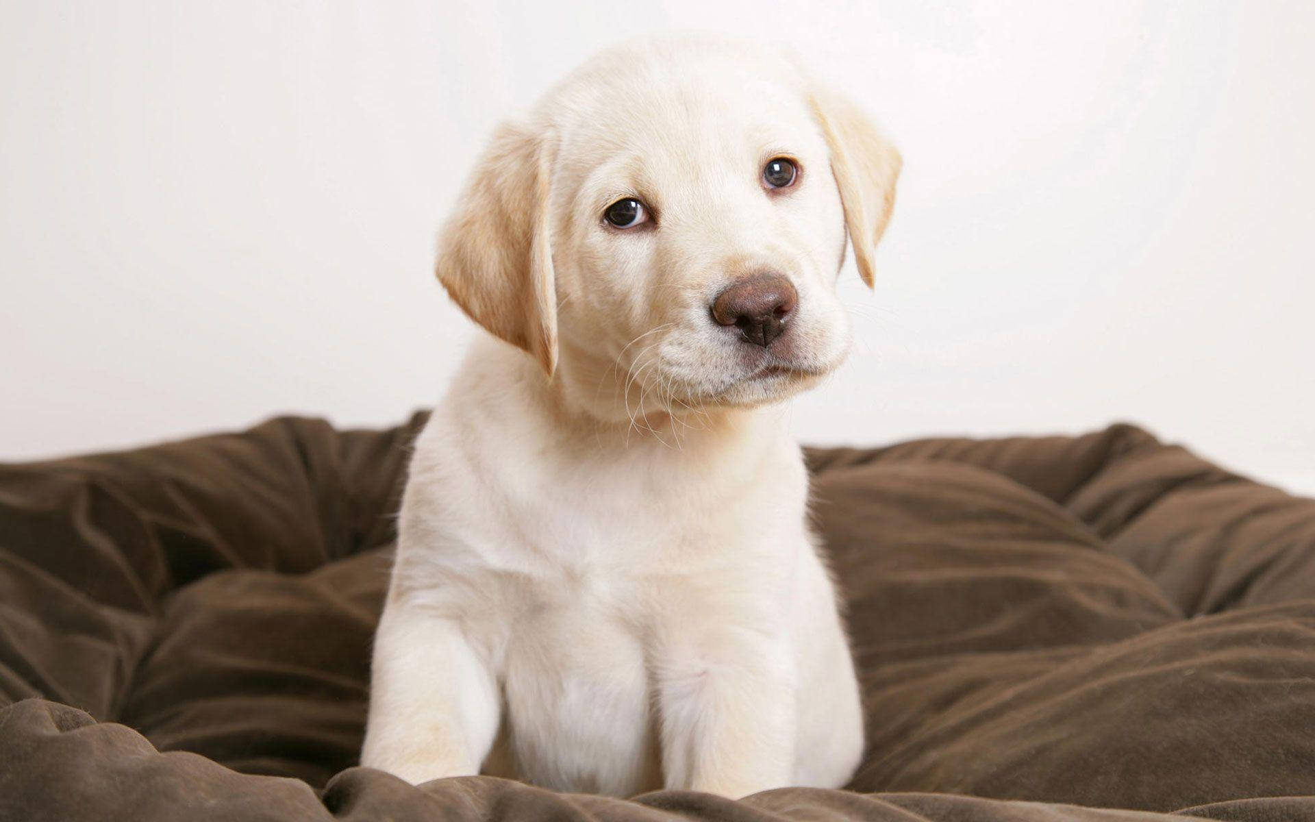 Cute Puppy 桌布 壁紙 — 一隻毛茸茸的黃色拉布拉多幼犬專注地坐在白色背景上的棕色墊子上。