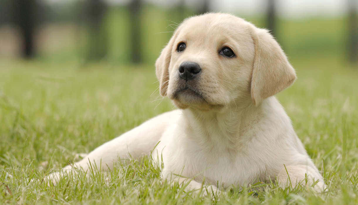 黃金獵犬 桌布 壁紙 — 一隻毛茸茸的黃色拉布拉多幼犬平靜地躺在鮮綠色的草地上，背景有柔和焦點的樹木。