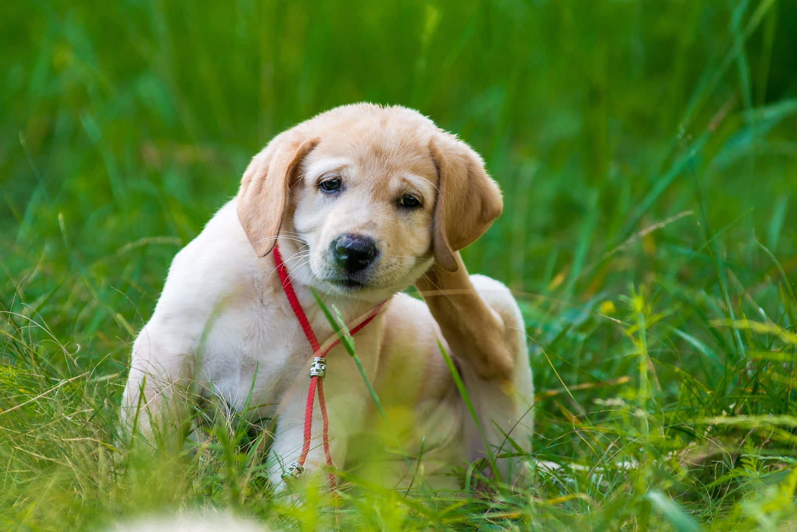 Puppy Dog 桌布 壁紙 — 一隻毛茸茸的黃色拉布拉多幼犬戴著紅色項圈，坐在充滿活力的綠色草地上，帶著好奇的目光抓耳朵。