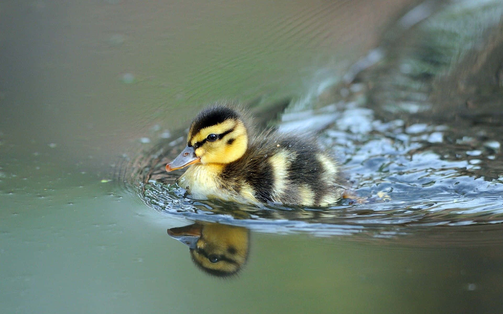 Cute Duck 桌布 壁紙 — 一隻毛茸茸的黃黑小鴨優雅地游過平靜的水面，留下輕柔的漣漪和清晰的倒影。
