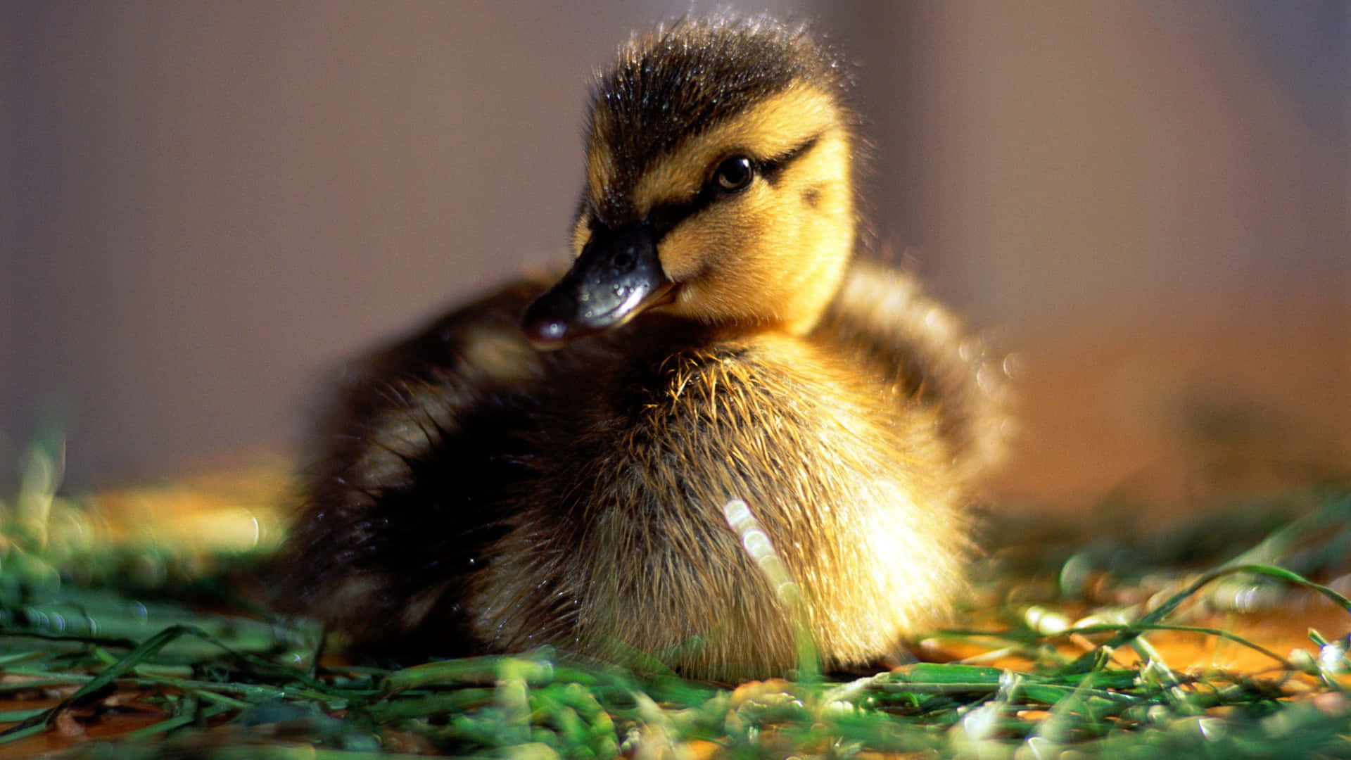 Baby Duck 桌布 壁紙 — 一隻毛茸茸的黃黑小鴨在溫暖陽光下安詳地躺在綠草地上。