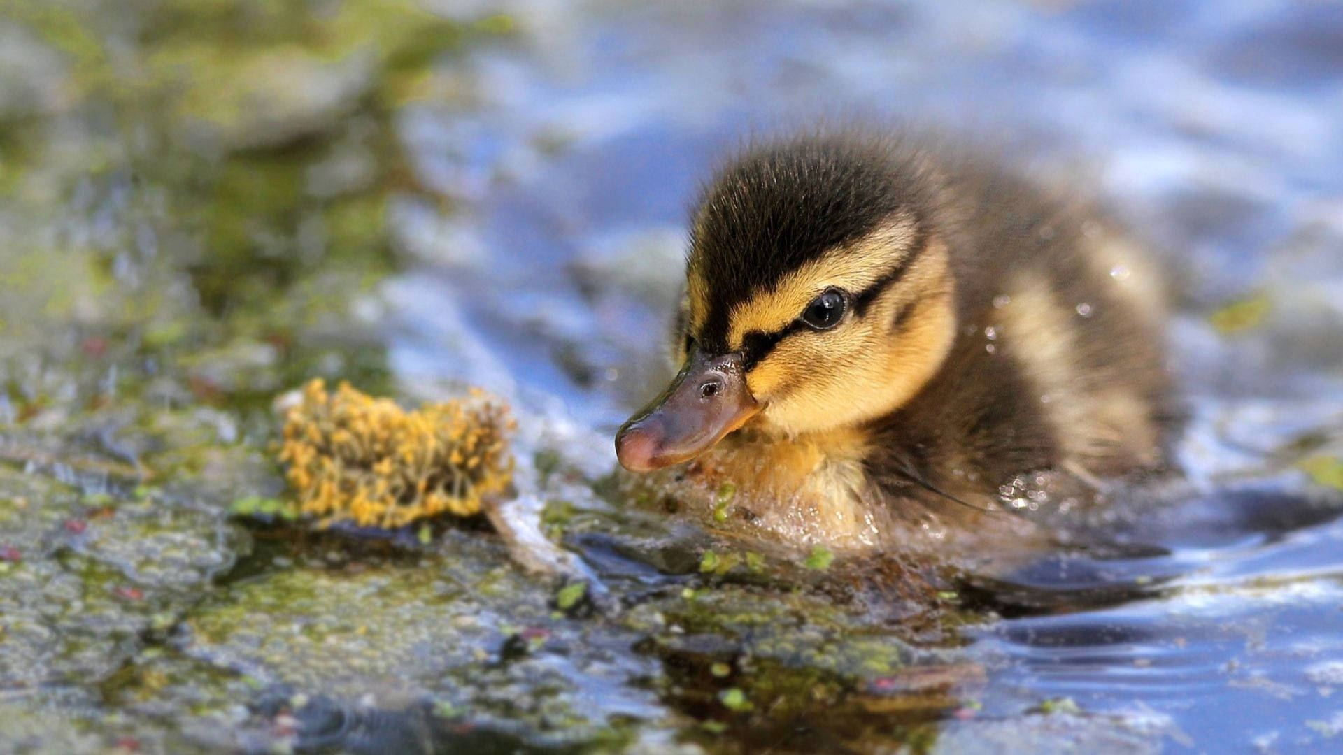 Baby Duck 桌布 壁紙 — 一隻毛茸茸的黃黑條紋小鴨在淺水中游泳，附近有綠色藻類和黃色真菌。