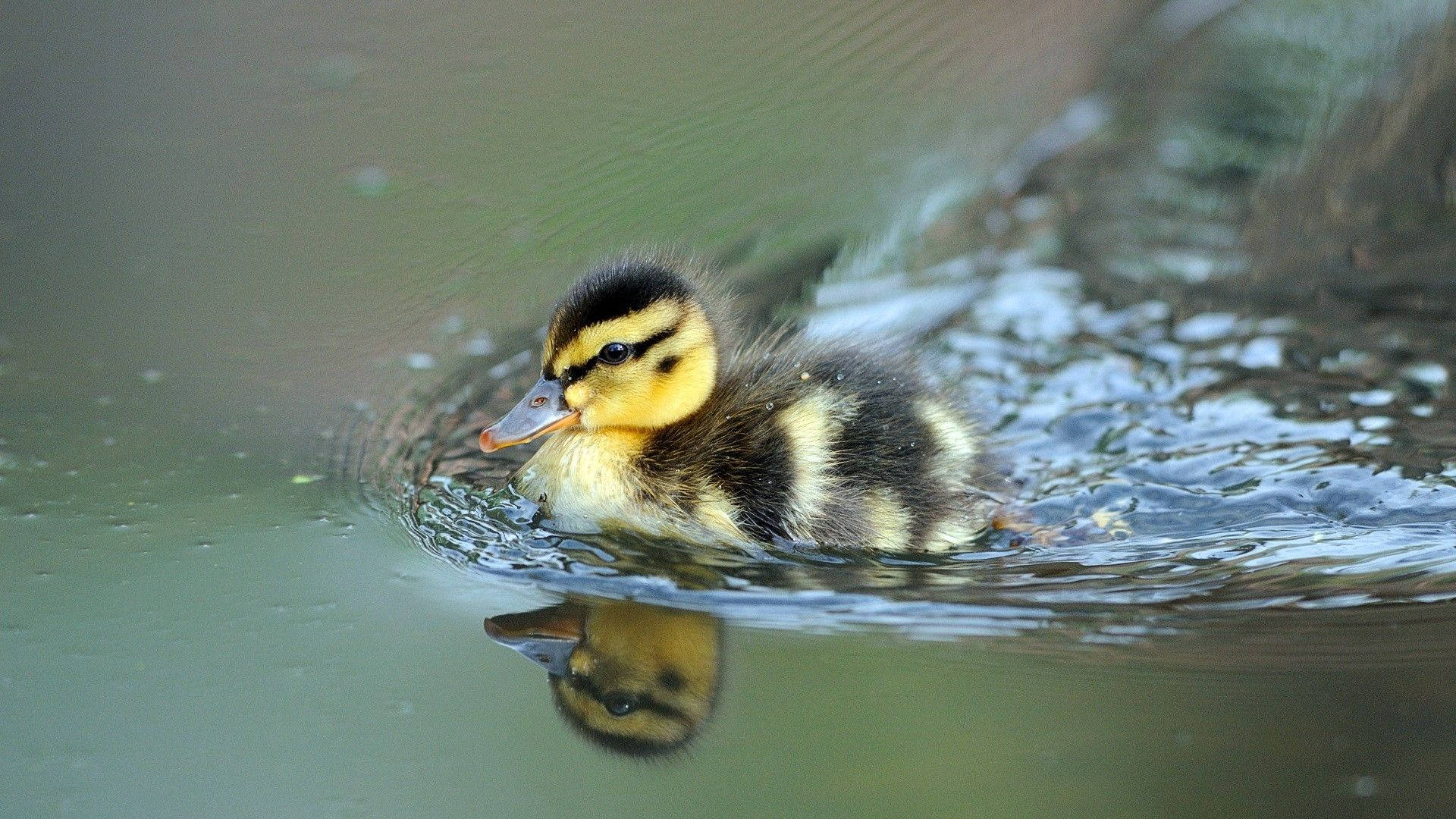 Baby Duck 桌布 壁紙 — 一隻毛茸茸的黃黑色小鴨在平靜的水面上輕輕游動，水面上映出牠的倒影。