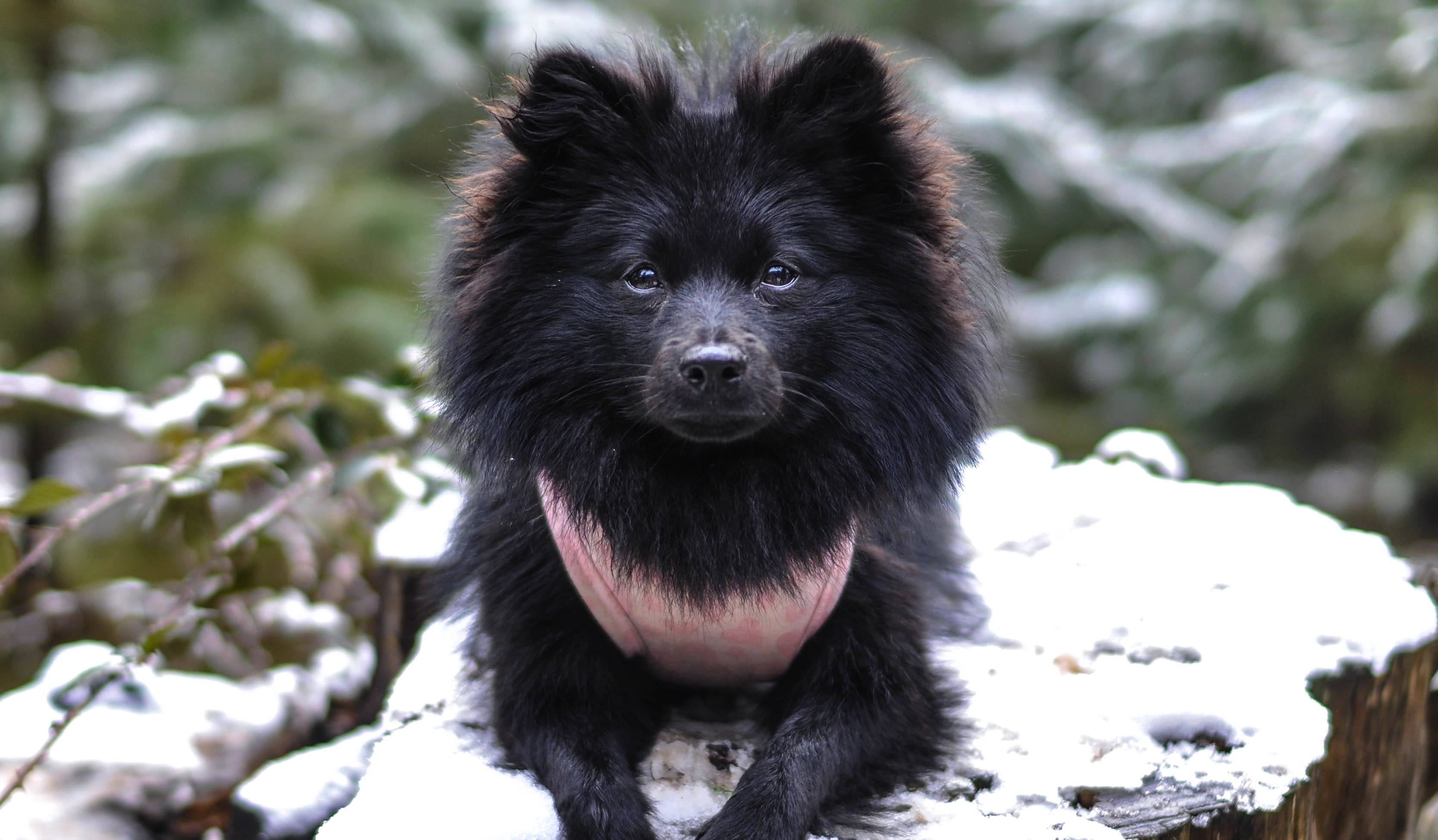 Pomeranian 桌布 壁紙 — 一隻毛茸茸的黑狗戴著粉紅色胸背帶，在冬季森林中專注地坐在積雪的樹樁上。