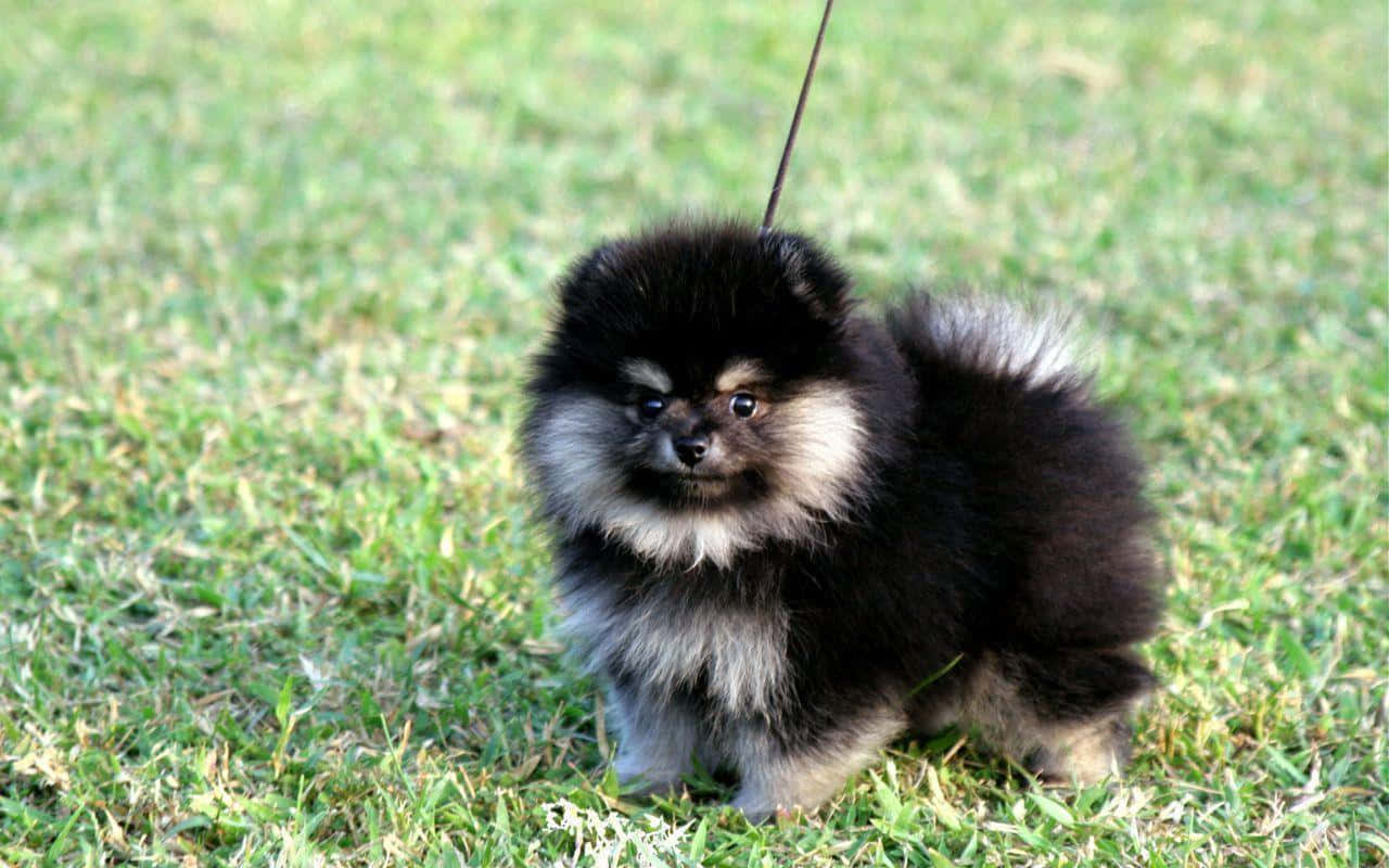 博美犬 桌布 壁紙 — 一隻毛茸茸的黑白博美犬幼崽警覺地站在綠色草地上，繫著牽繩。