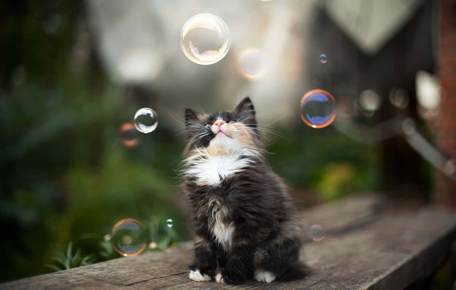Bubbles 桌布 壁紙 — 一隻毛茸茸的黑白小貓坐在木長椅上，被柔和自然光中漂浮的肥皂泡迷住了。