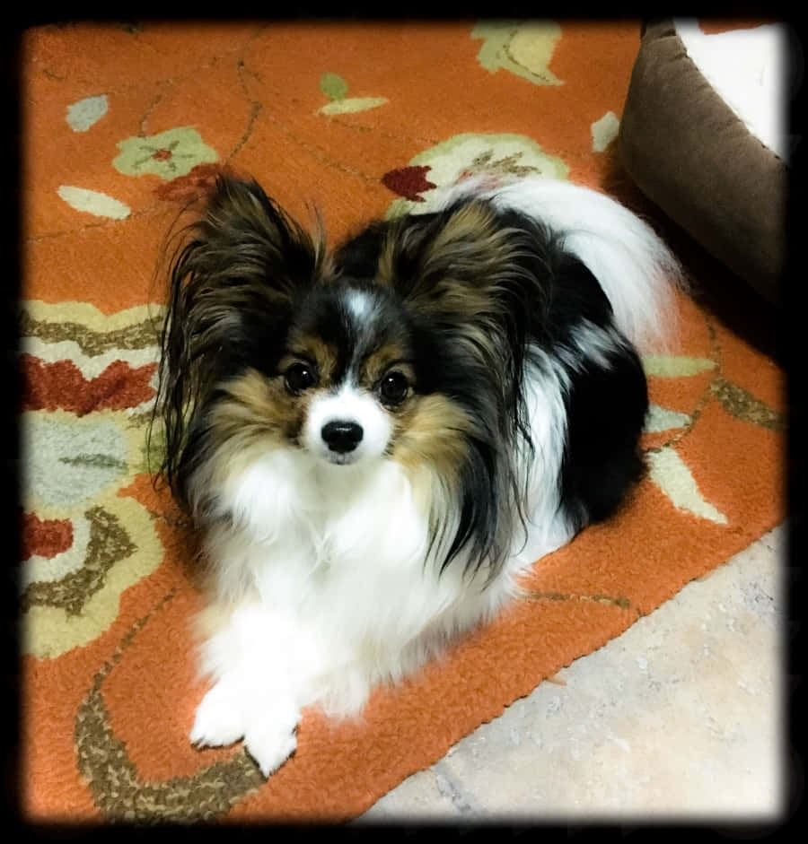 動物 桌布 壁紙 — 一隻毛茸茸的黑白棕蝴蝶犬專注地坐在室內的橙色花卉地毯上。