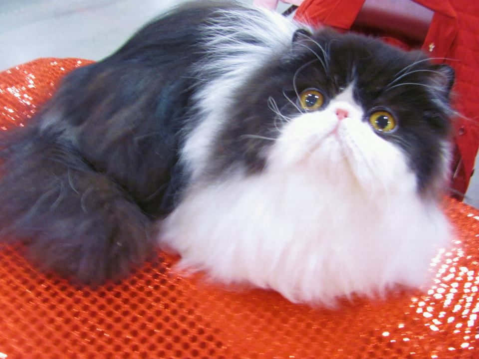 persian cat 桌布 壁紙 — 一隻毛茸茸的黑白波斯貓，有著明亮的黃色眼睛，在充滿活力的橙色紋理表面上休息。