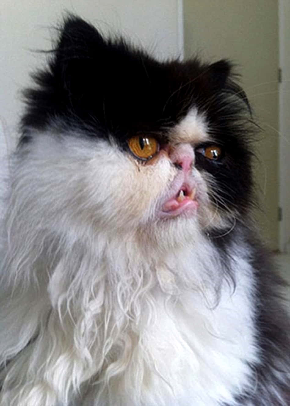 Ugly Cat 桌布 壁紙 — 一隻毛茸茸的黑白波斯貓特寫，擁有引人注目的琥珀色眼睛和微微張開的嘴巴。