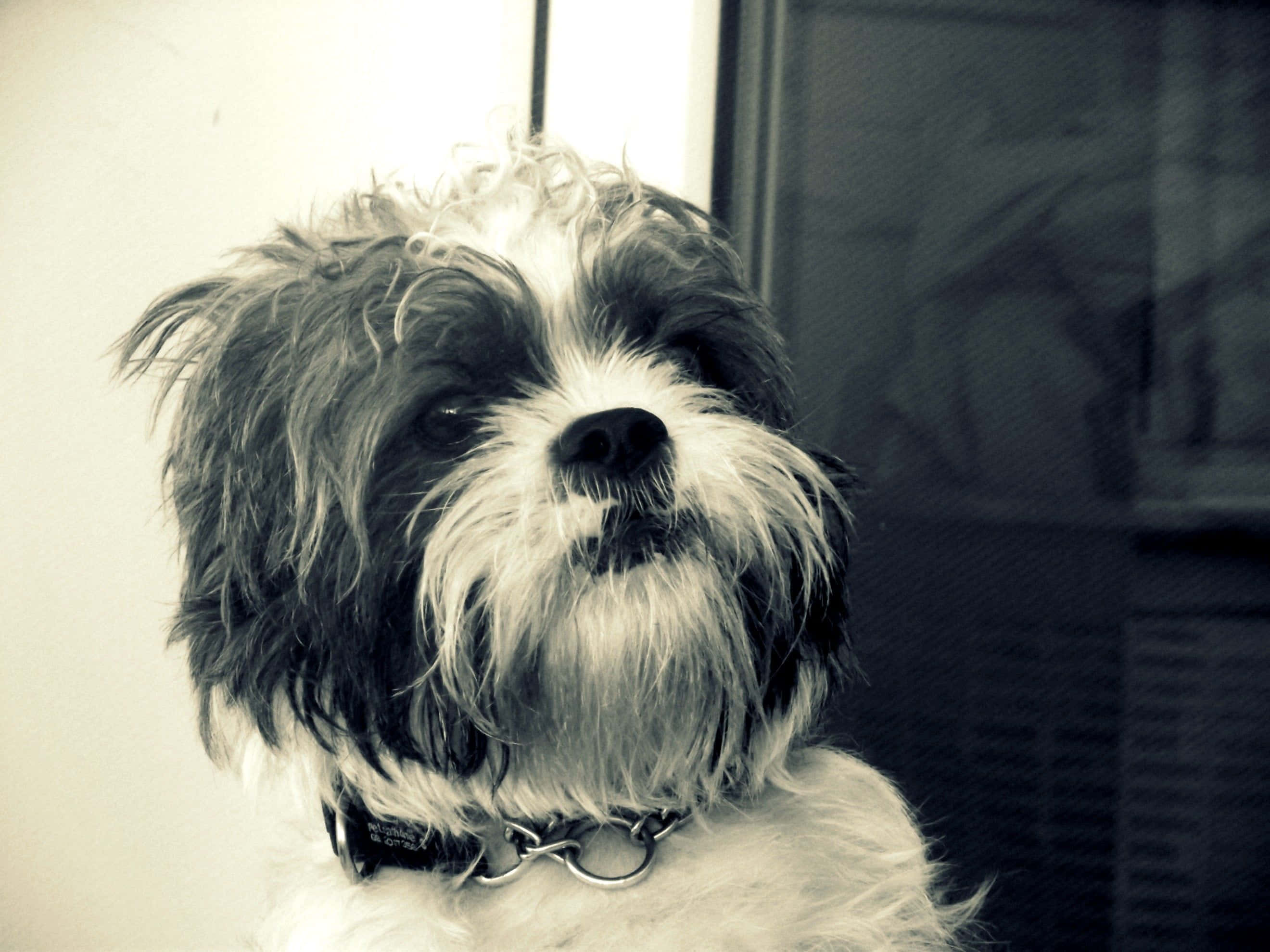 shih tzu 桌布 壁紙 — 一隻毛茸茸的黑白狗戴著鏈條項圈，在復古色調的室內環境中望向鏡頭外的特寫。