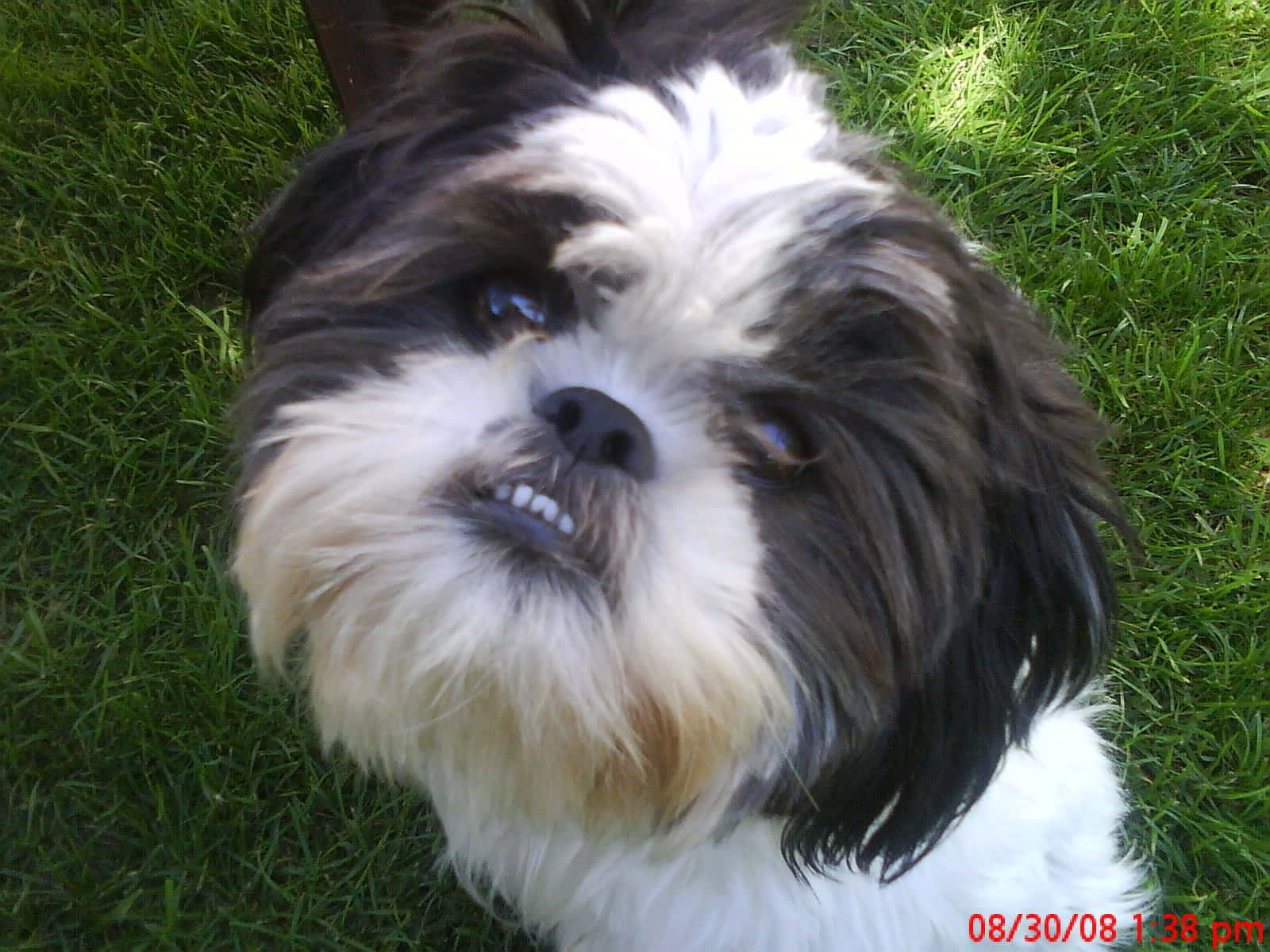 shih tzu 桌布 壁紙 — 一隻毛茸茸的黑白狗躺在鮮綠色草地上的特寫，眼睛明亮，嘴巴微微張開。