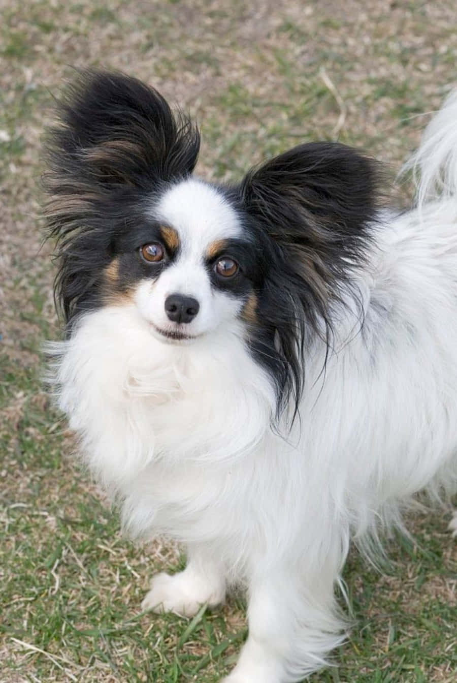 動物 桌布 壁紙 — 一隻毛茸茸的黑白蝴蝶犬，大耳朵豎起，警覺地站在草地上，直視鏡頭。