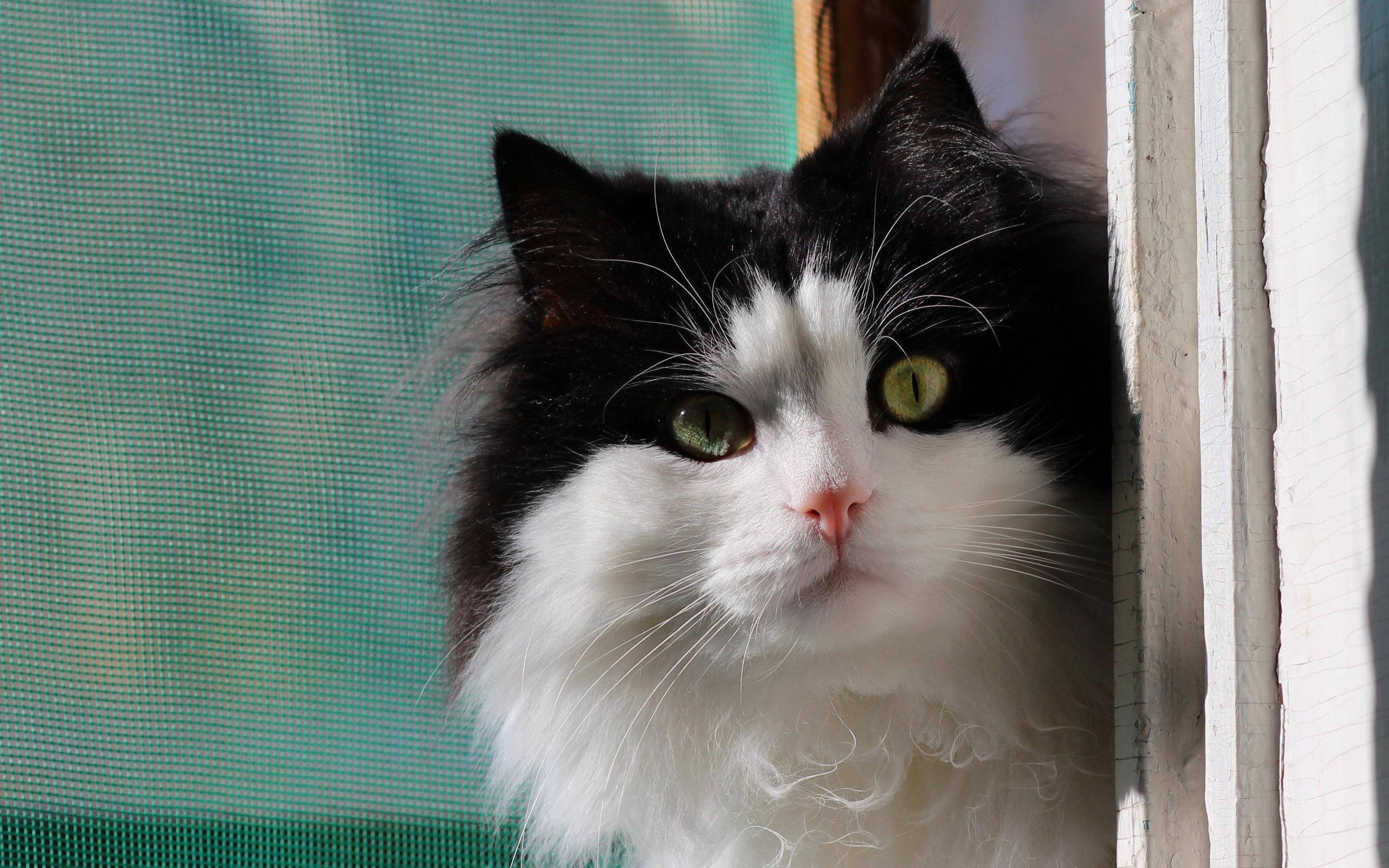 Cute Cat 桌布 壁紙 — 一隻毛茸茸的黑白貓，有著引人注目的綠色眼睛，好奇地透過窗紗窺視。