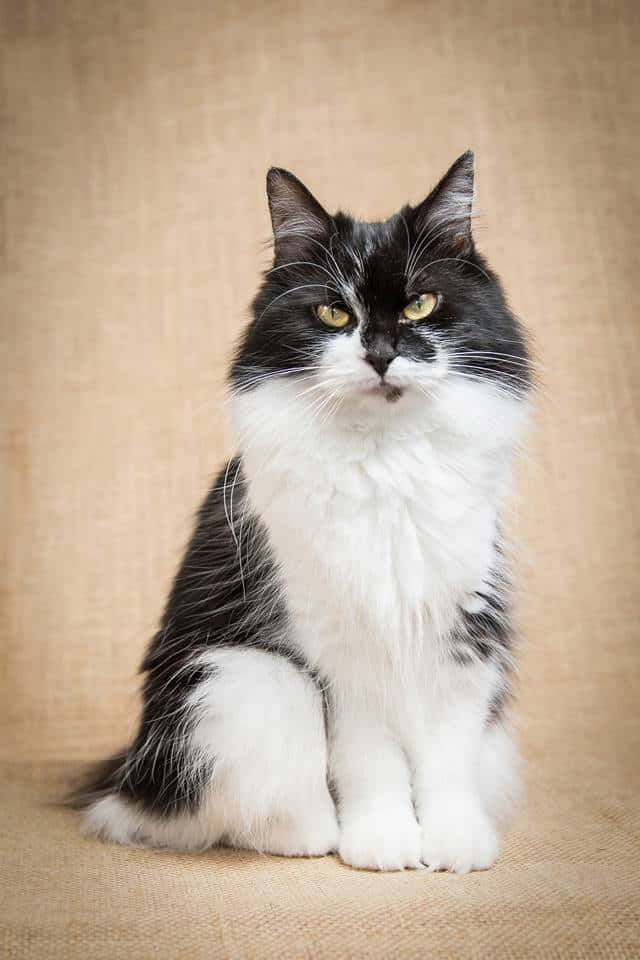 American Bobtail 桌布 壁紙 — 一隻毛茸茸的黑白貓，有著引人注目的黃色眼睛，端坐在帶有紋理的米色背景前。