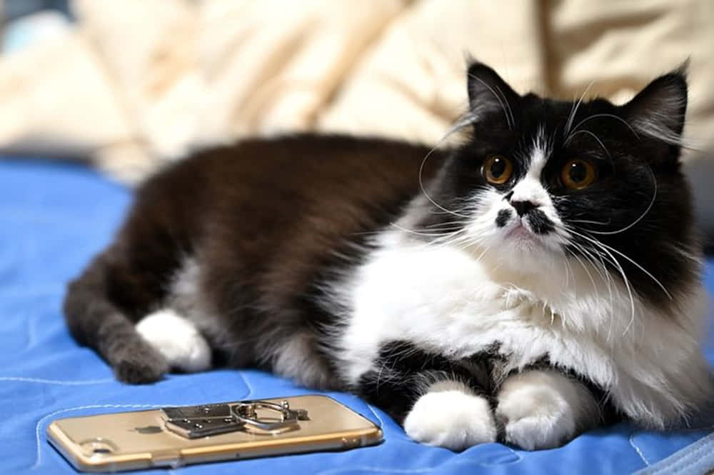 Napoleon Cat 桌布 壁紙 — 一隻毛茸茸的黑白貓咪躺在藍色被褥上，旁邊放著一個帶環形支架的金色電話。