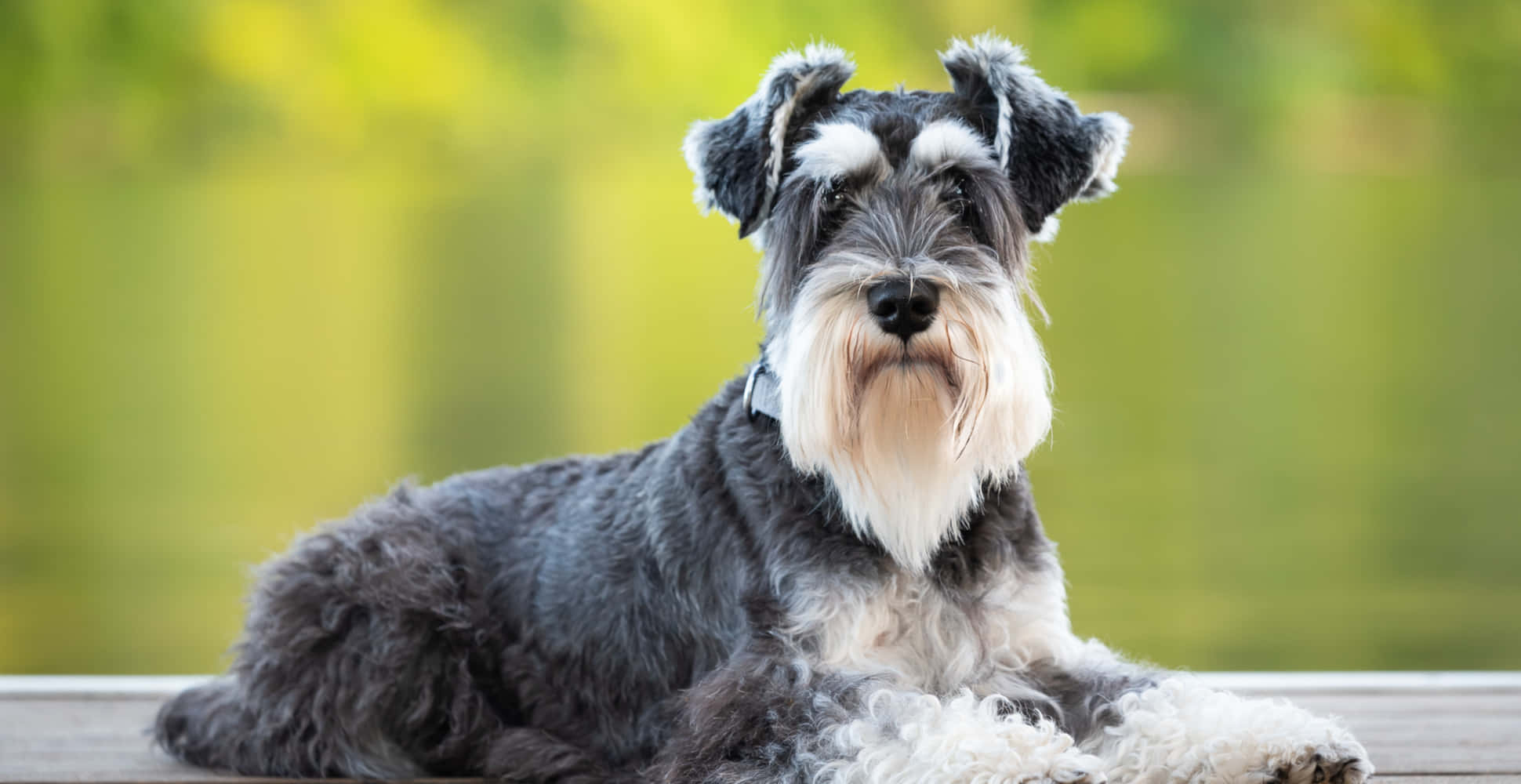 Schnauzer 桌布 壁紙 — 一隻毛茸茸的黑白雪納瑞犬平靜地躺在木甲板上，背景是柔和的綠色模糊效果。
