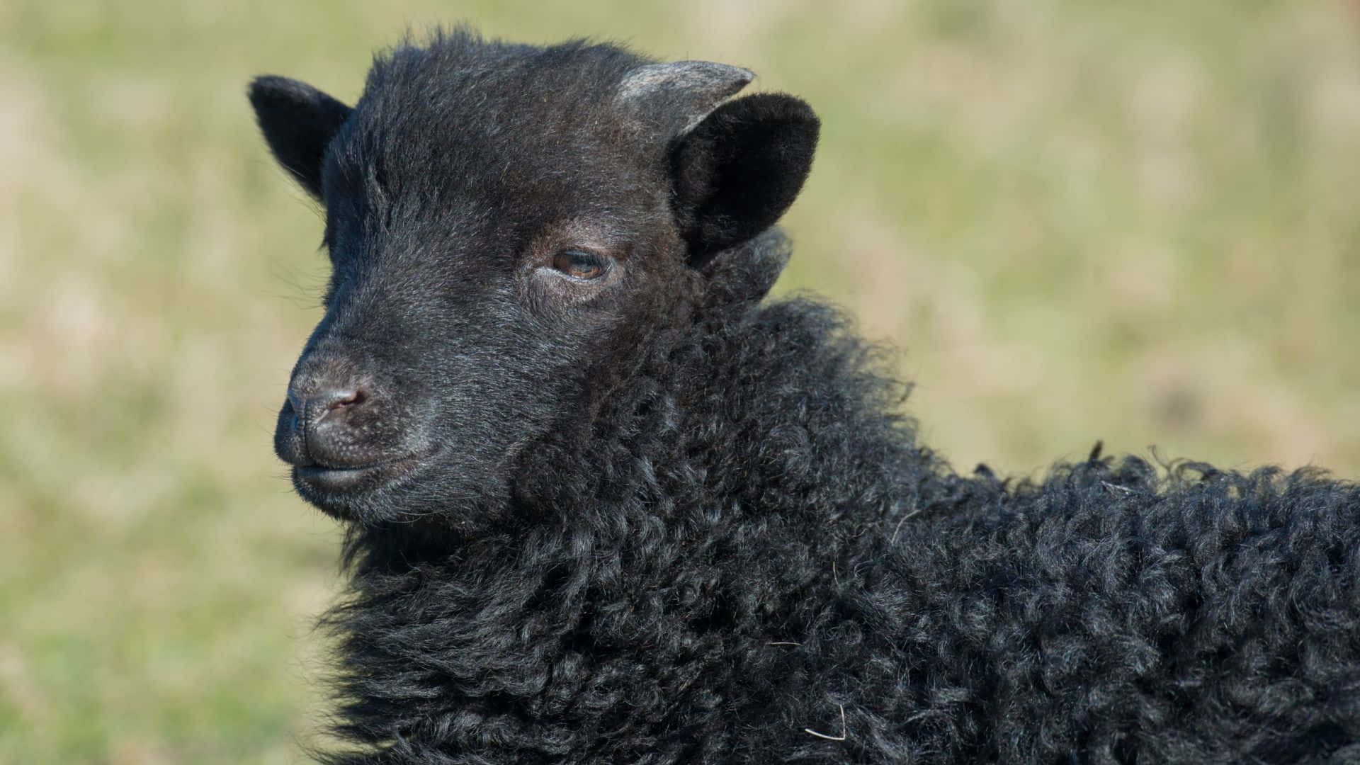 Black Sheep 桌布 壁紙 — 一隻毛茸茸的黑羊羔，眼神柔和，在模糊的綠色田野背景下平靜地凝視的特寫。
