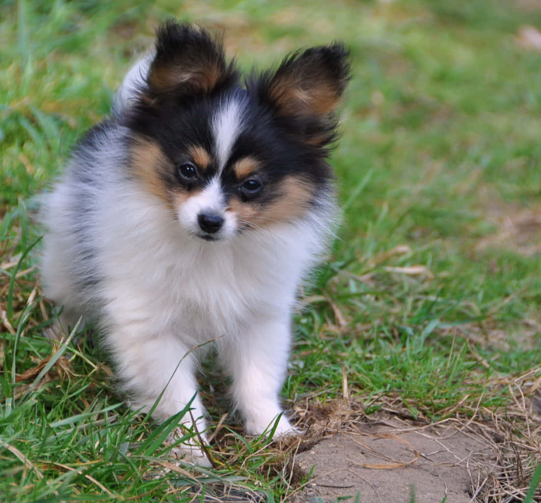 動物 桌布 壁紙 — 一隻毛茸茸的黑色、白色和棕褐色蝴蝶犬幼犬，帶著好奇的眼神警覺地站在綠色草地上。
